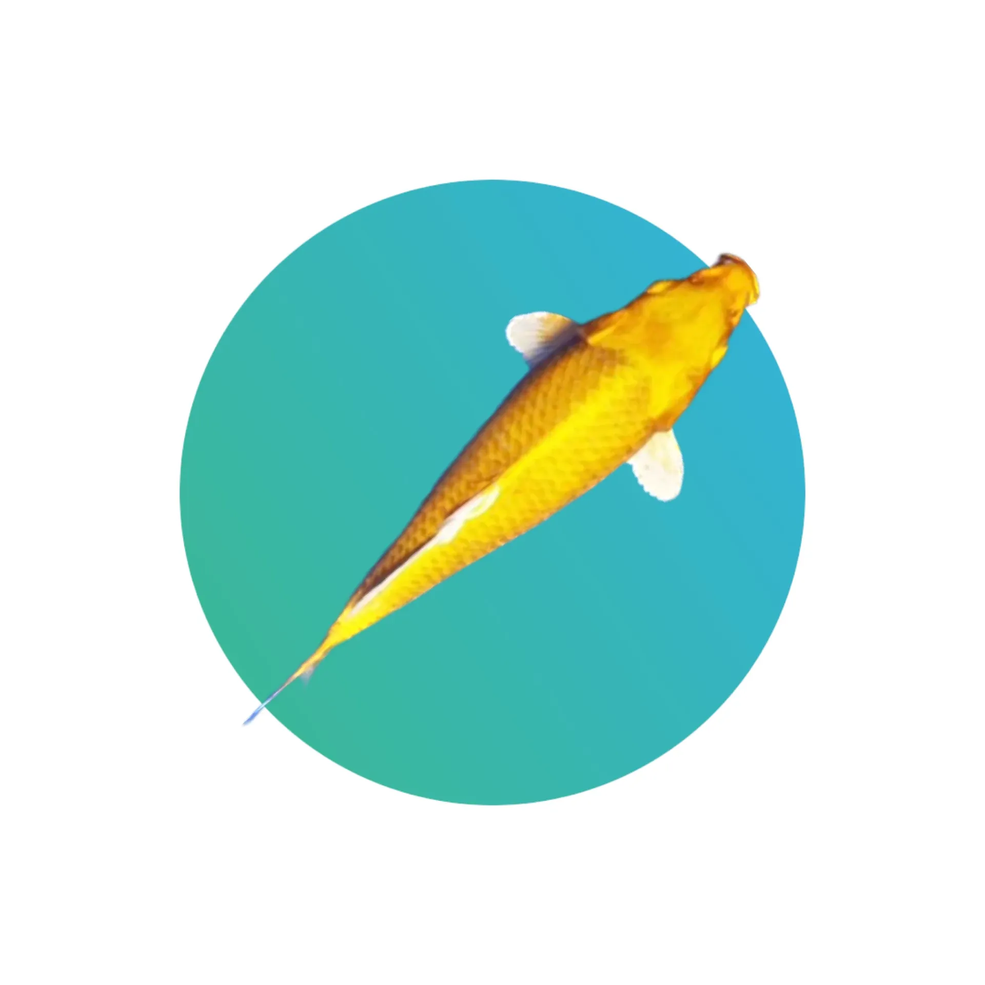[YL-KI] Yellow Koi