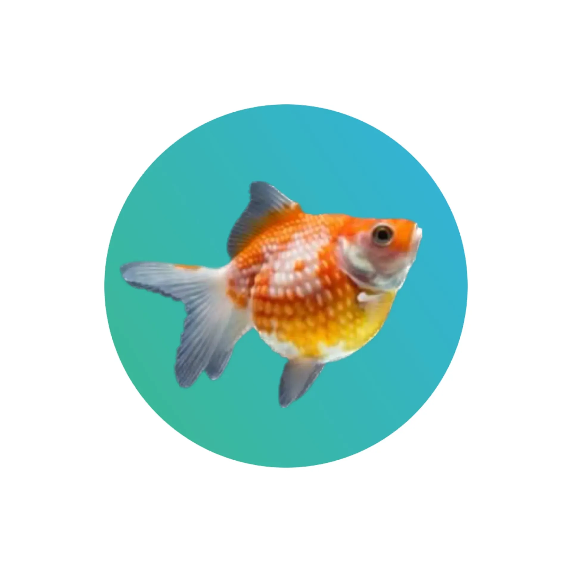 [RW-PS-GF] Red-White Pearl Scale Goldfish (pingpong)