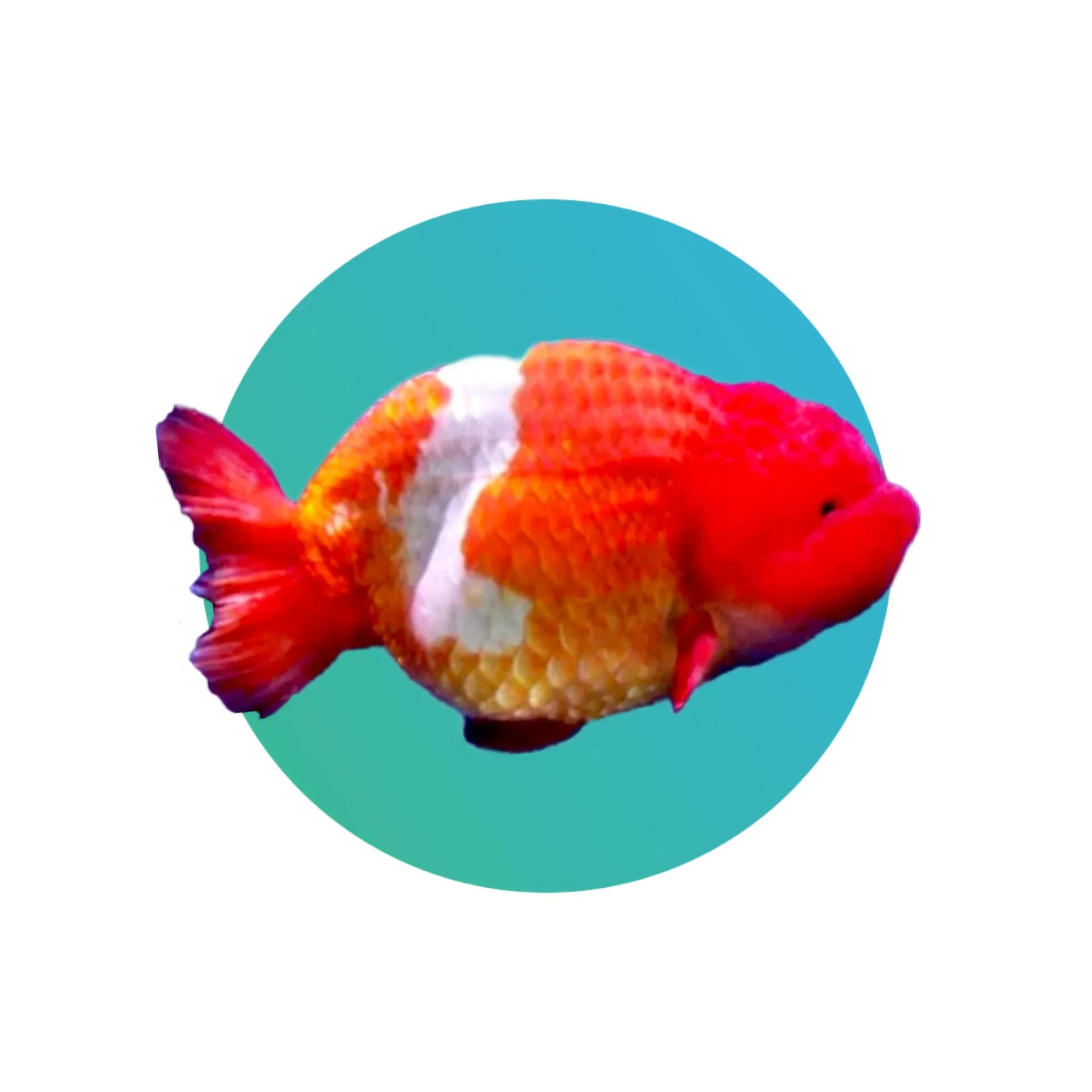 [RW-RNH-GF] Red-White Ranchu Goldfish