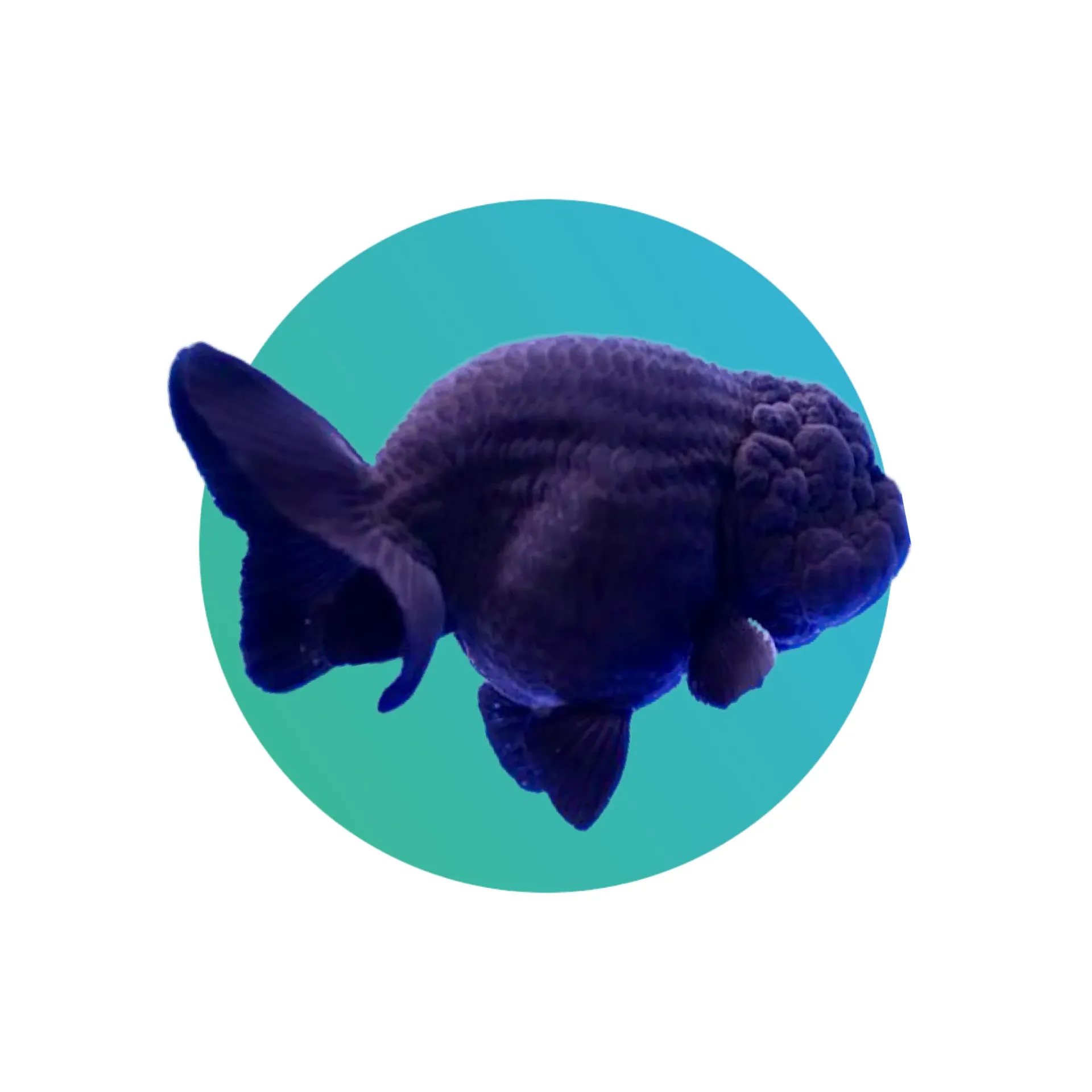 Black ranchu goldfish