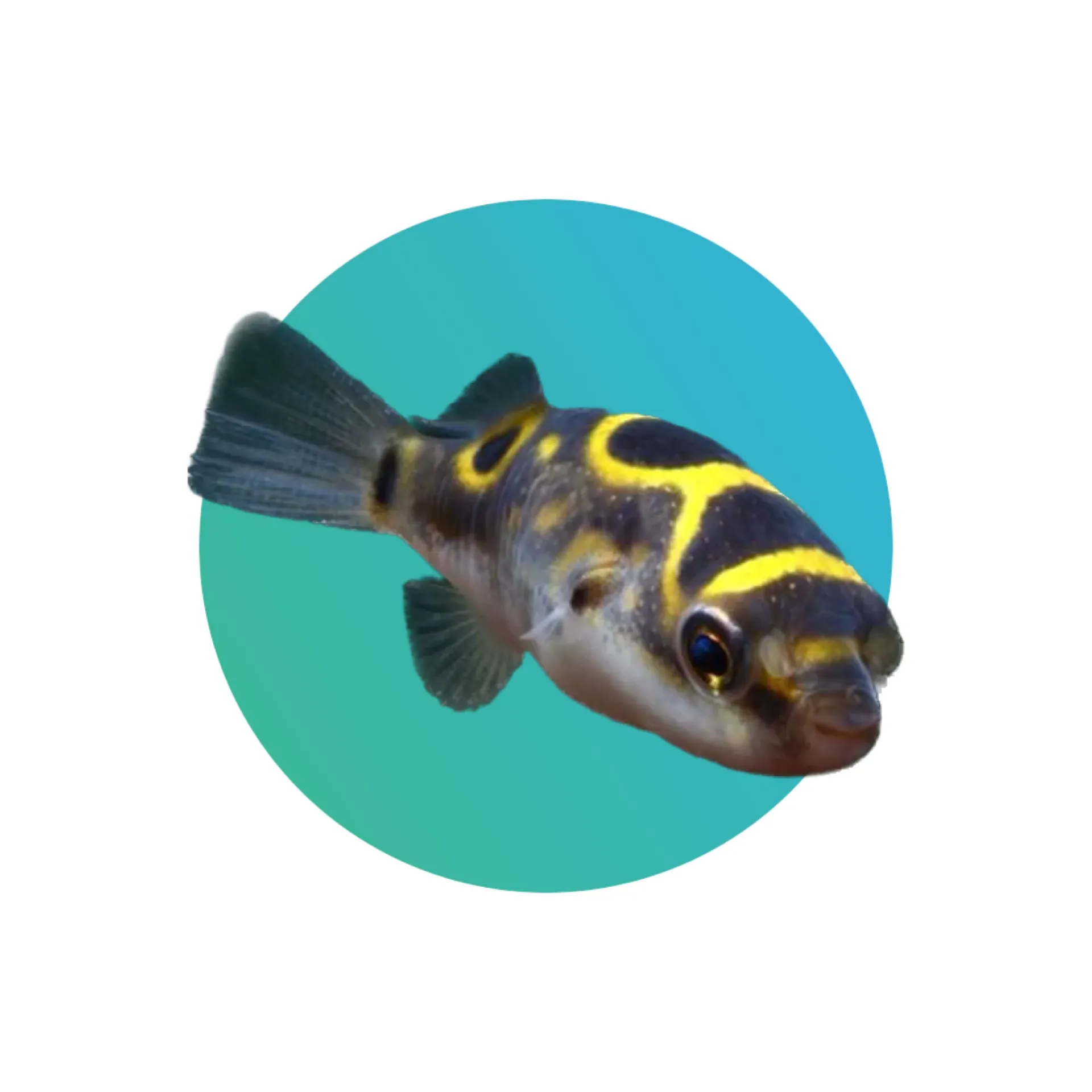 [F8-PFR] Figure 8 pufferfish