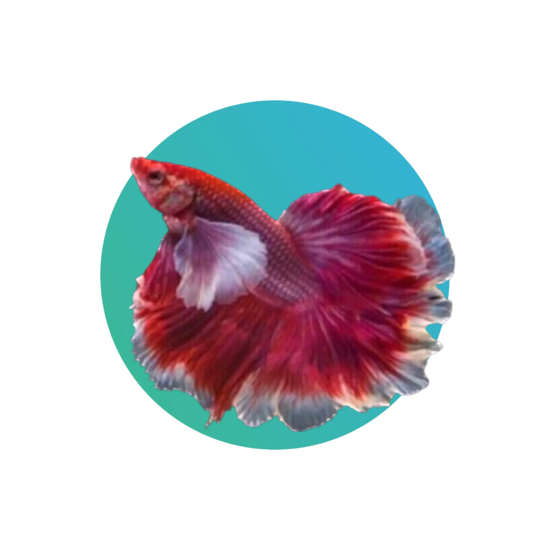 [HMN-DME-BTM] Halfmoon dumbo ear betta male - assorted colors (fighter fish)