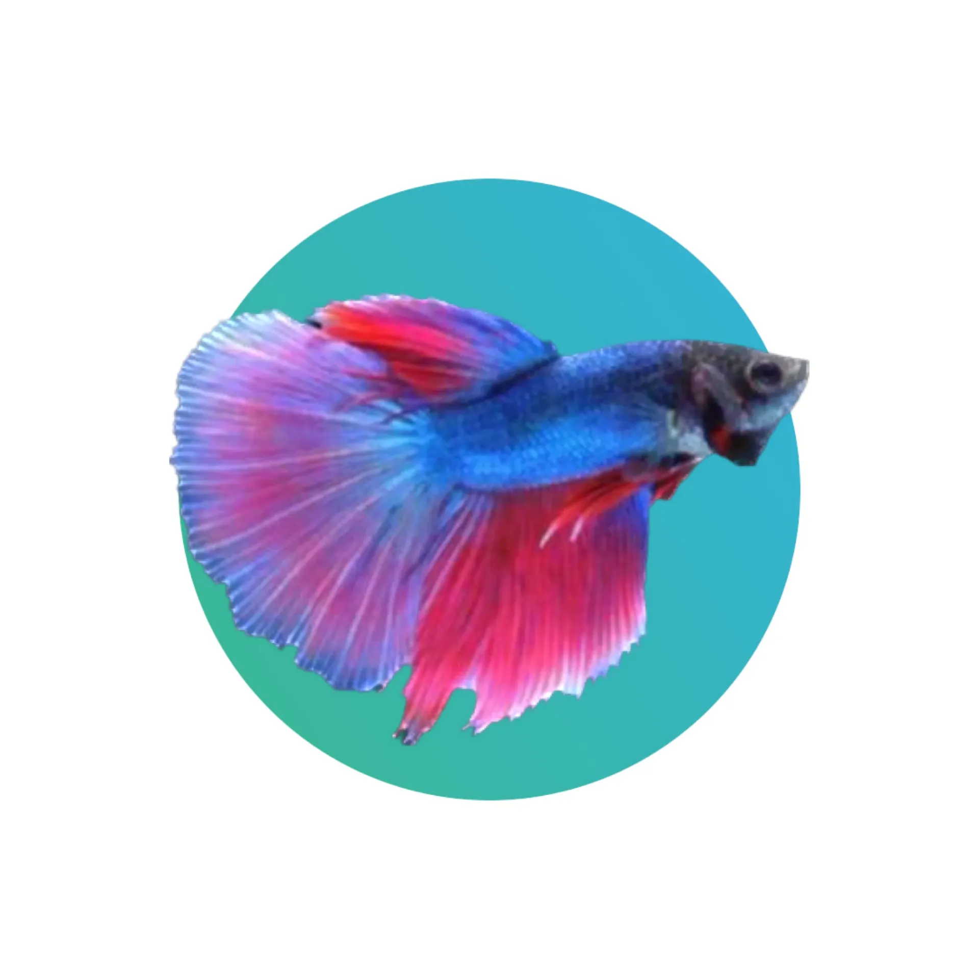 Super Delta Betta Assorted (fighter fish)