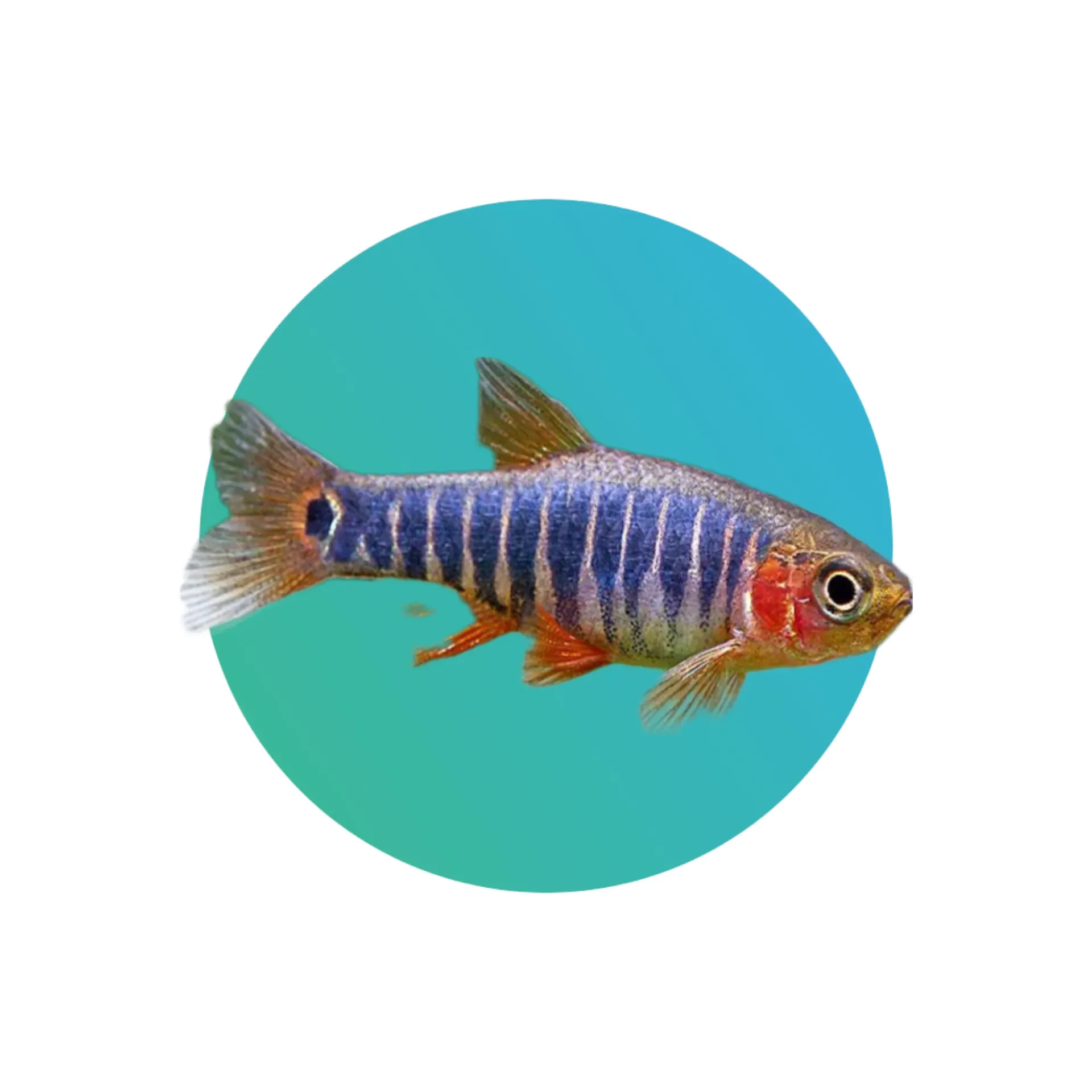 [ED-RSBR] Emerald dwarf rasbora or Erythromicron danio