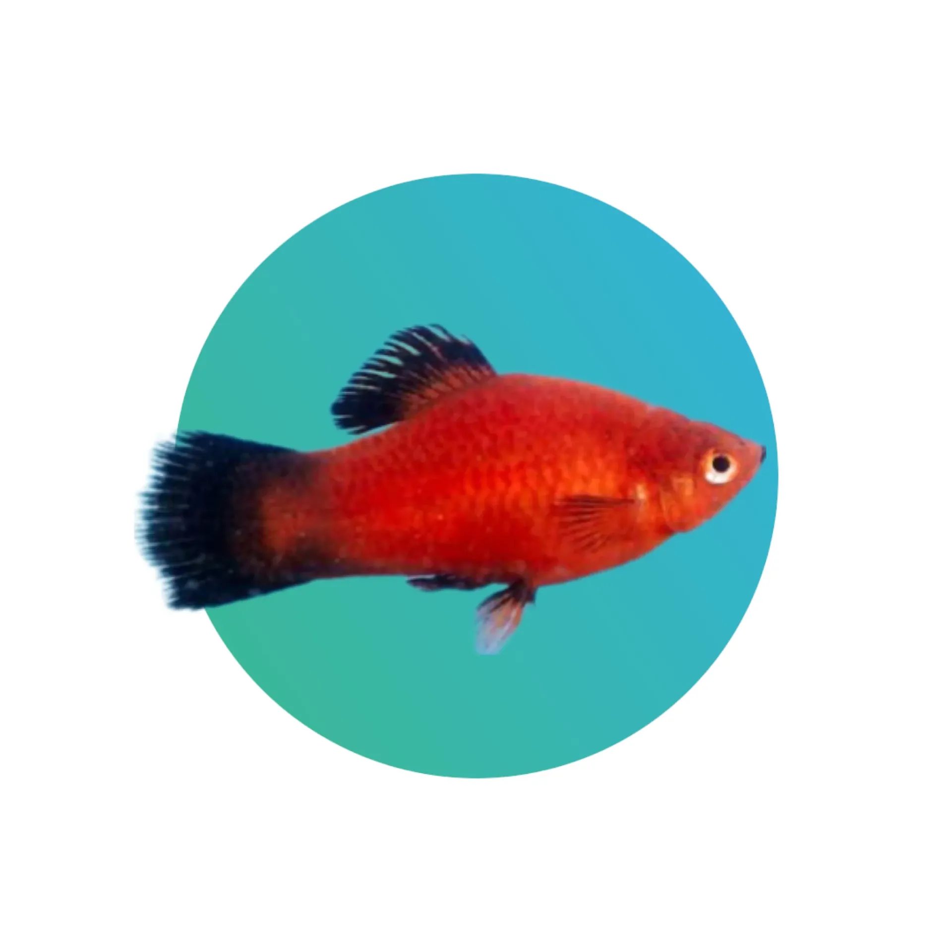 [RD-WGTL-PTY] Red Wagtail Platy