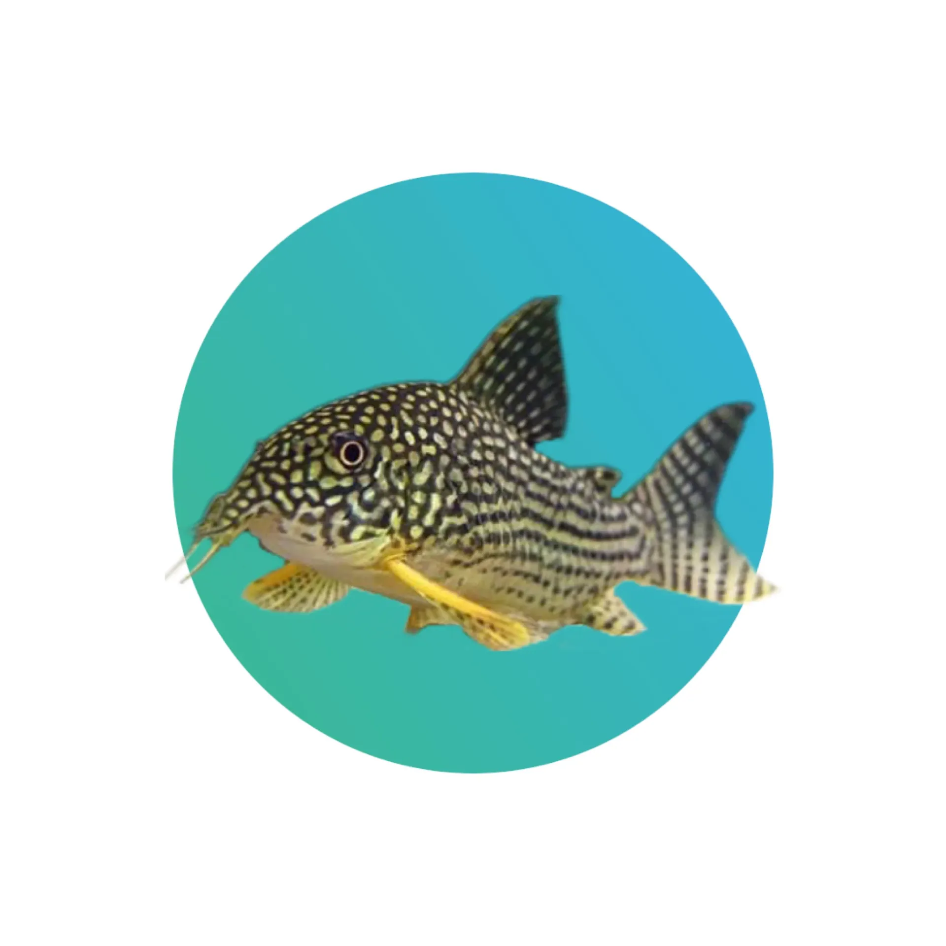 [STRB-CORY] Sterbaâ€™s or Sterbai corydora