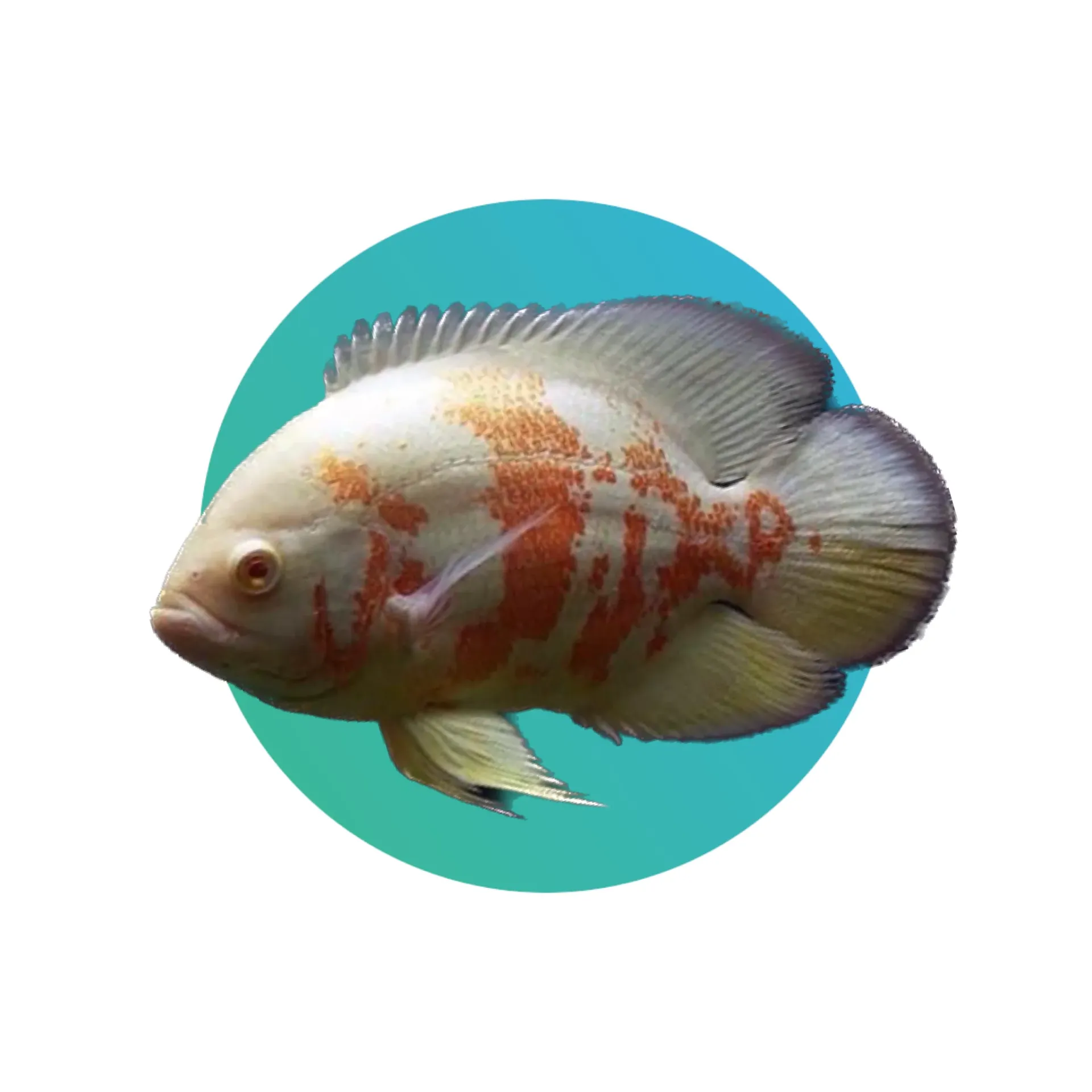 Albino tiger Oscar cichlid