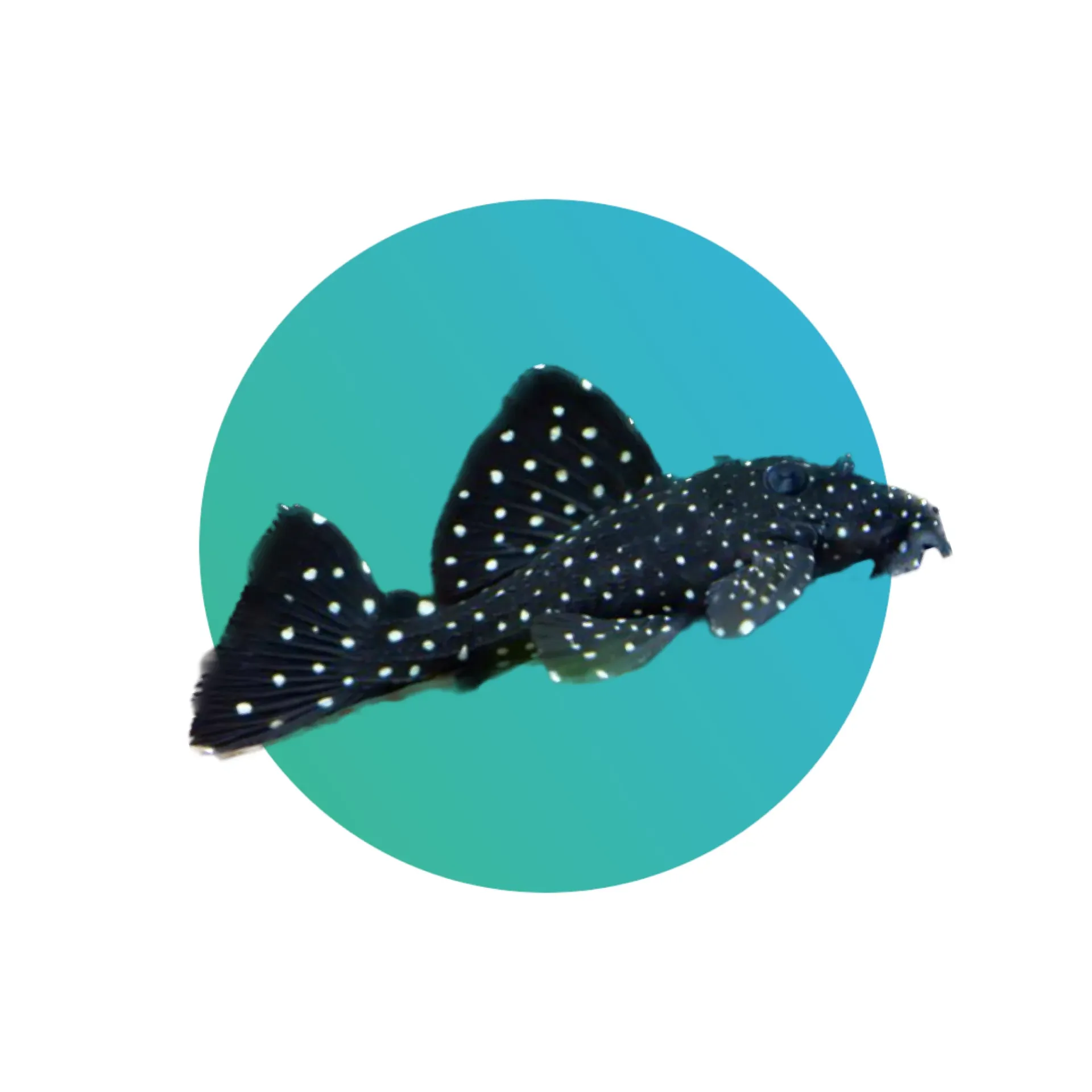 [GVP-L241] L241 Galaxy Vampire Pleco