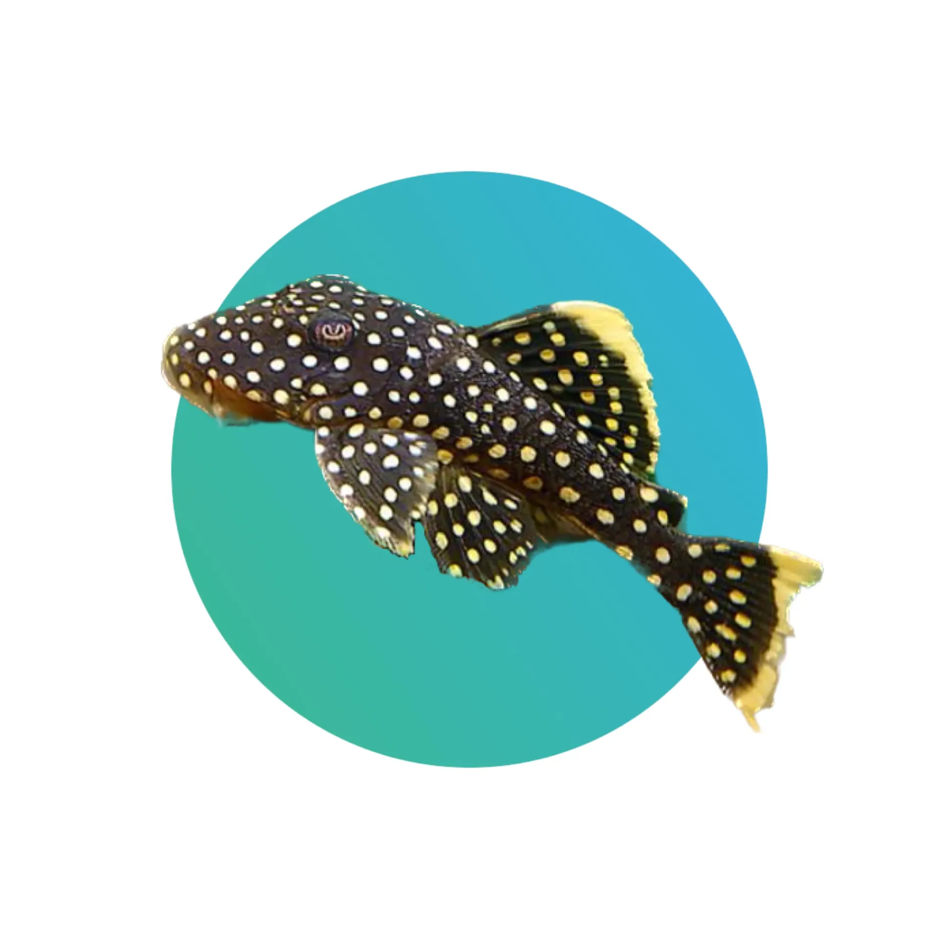 [GNP-L081] L081 Gold Nugget Pleco