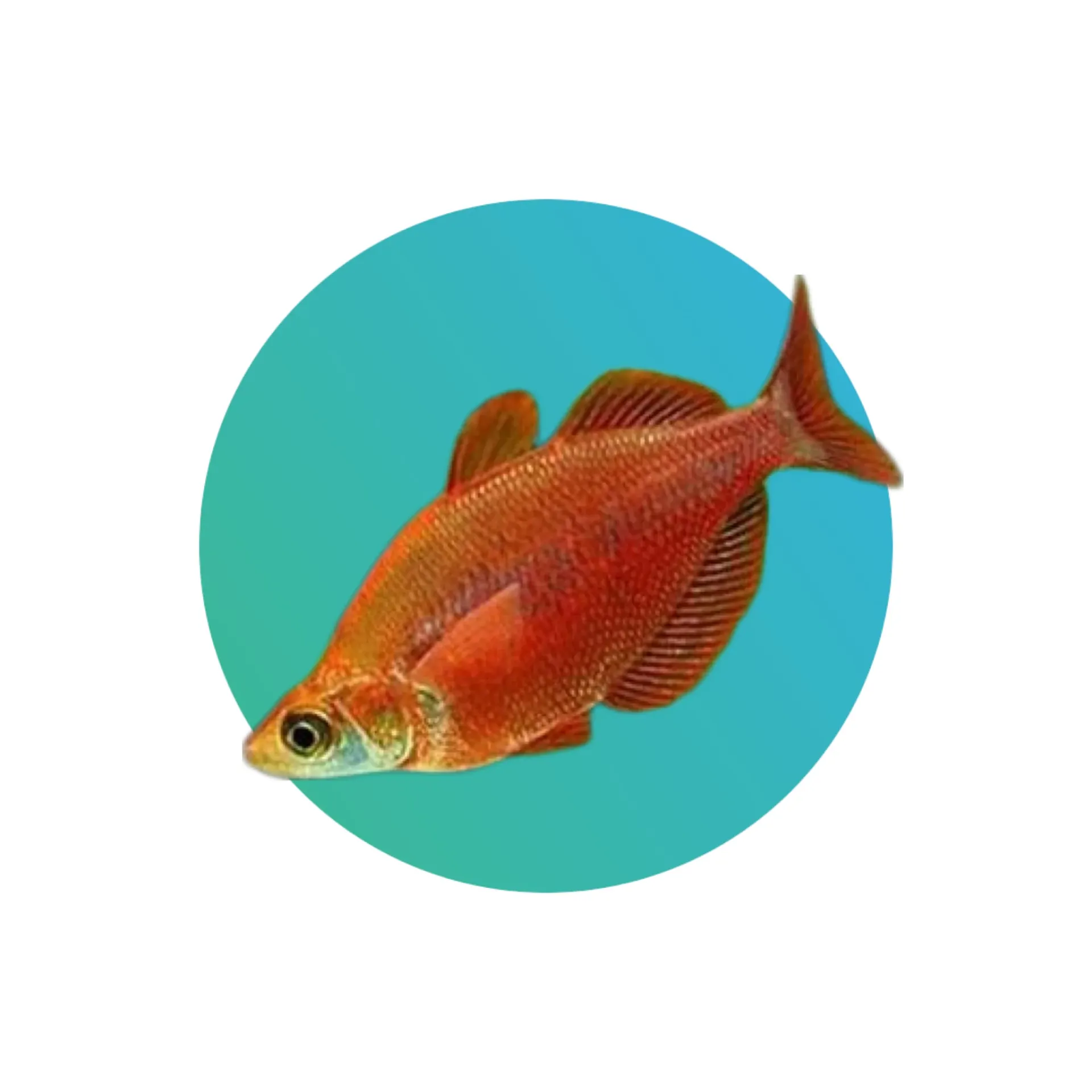 Red rainbowfish