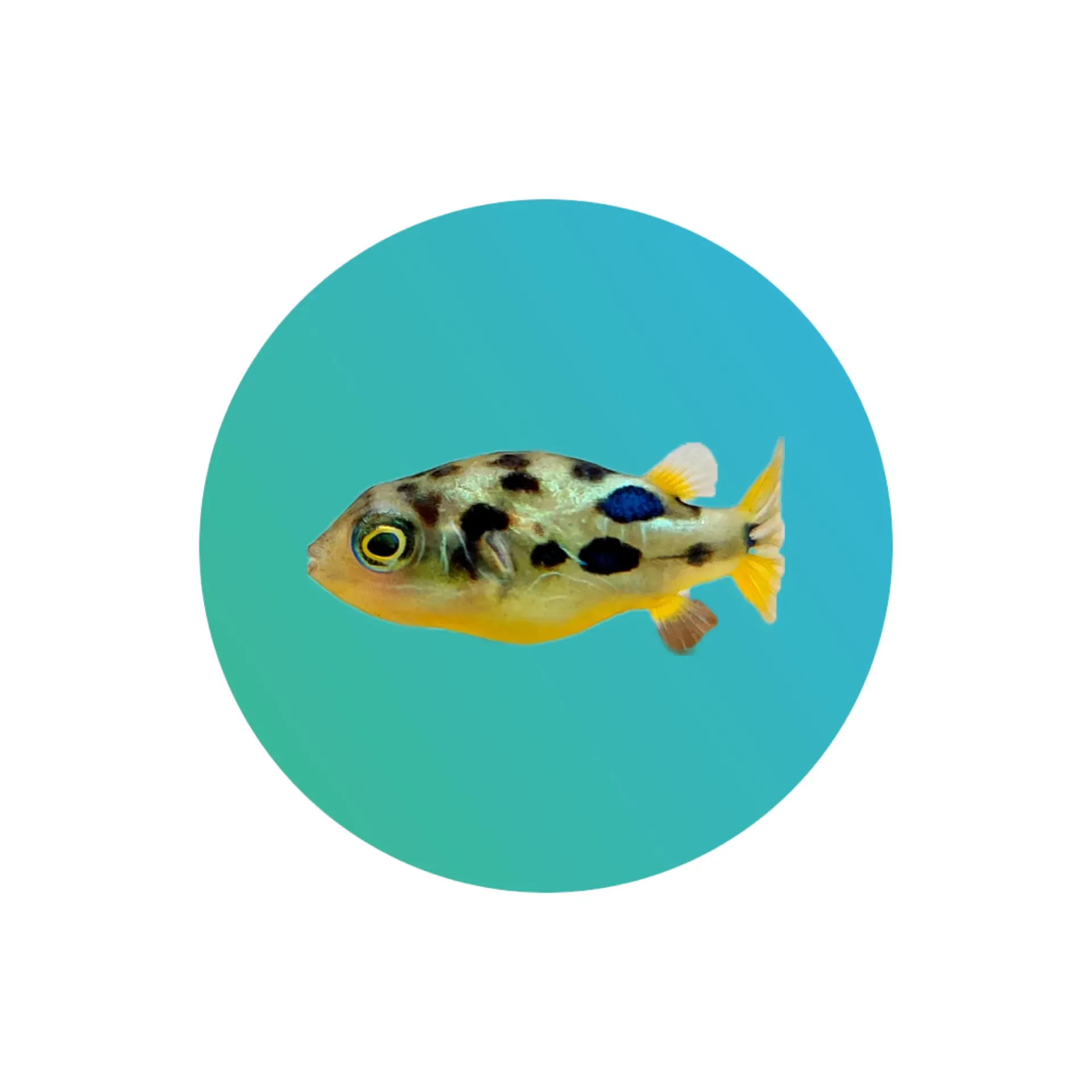 [DF-PFR] Dwarf pufferfish