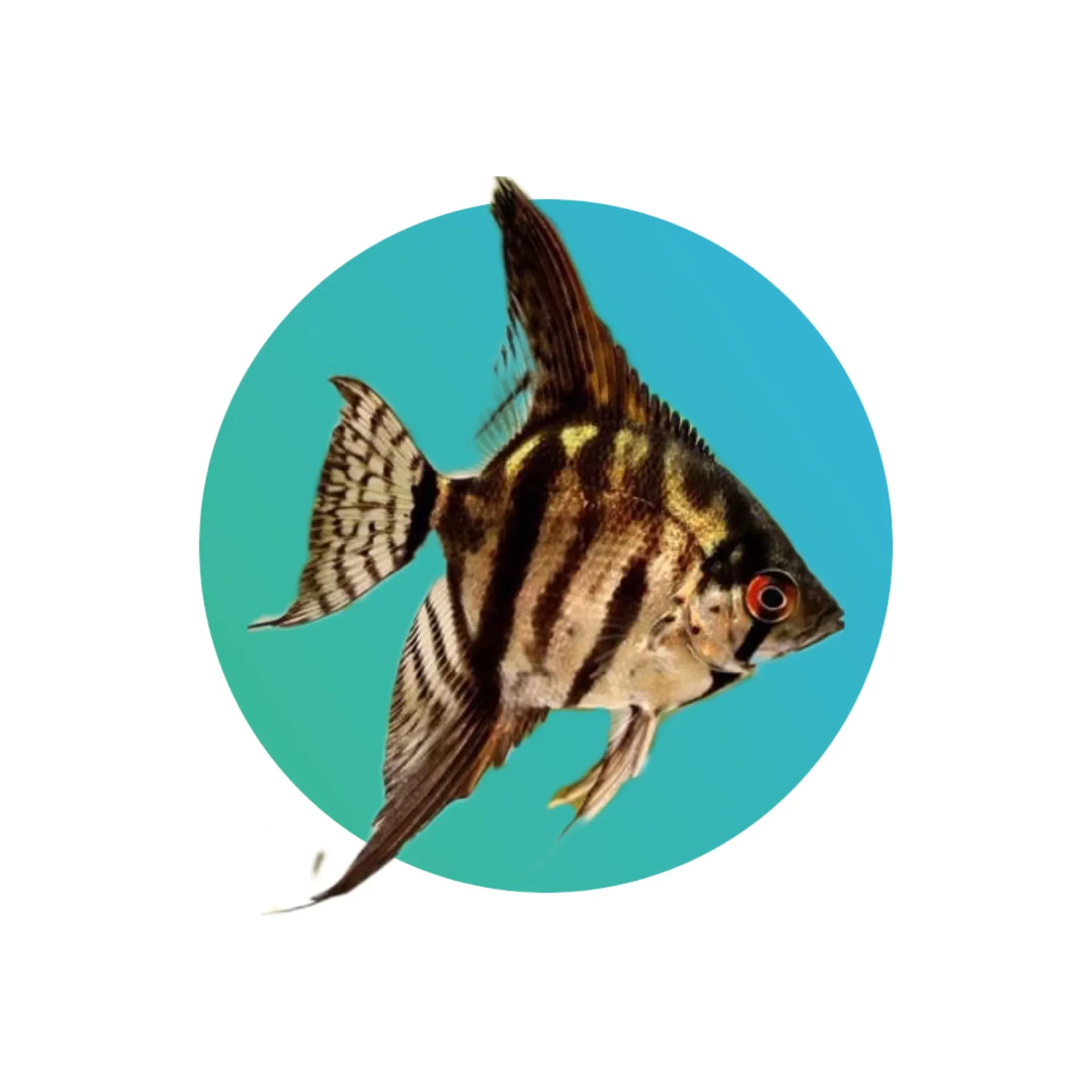 [ZBRL-ANGF] Zebra lace angelfish