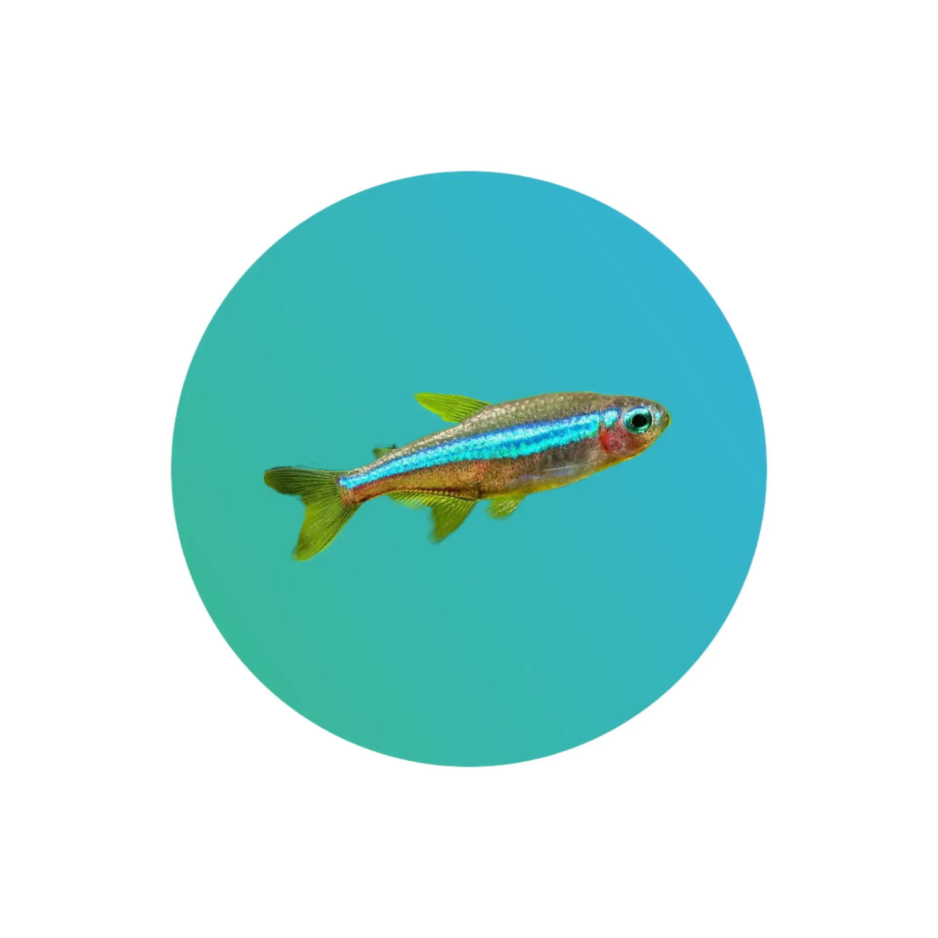 [GRNE-TRA] Green neon tetra
