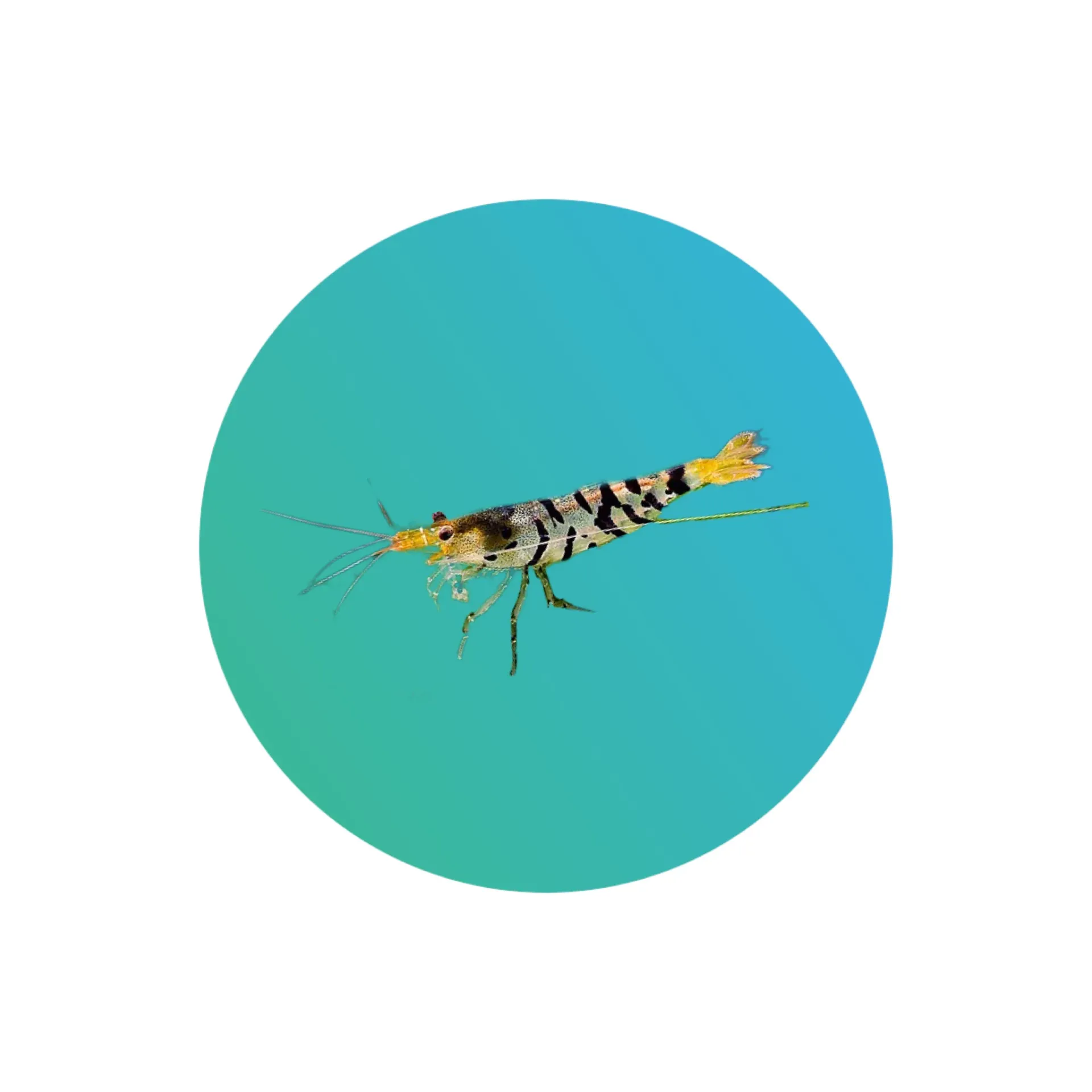 Tiger shrimp
