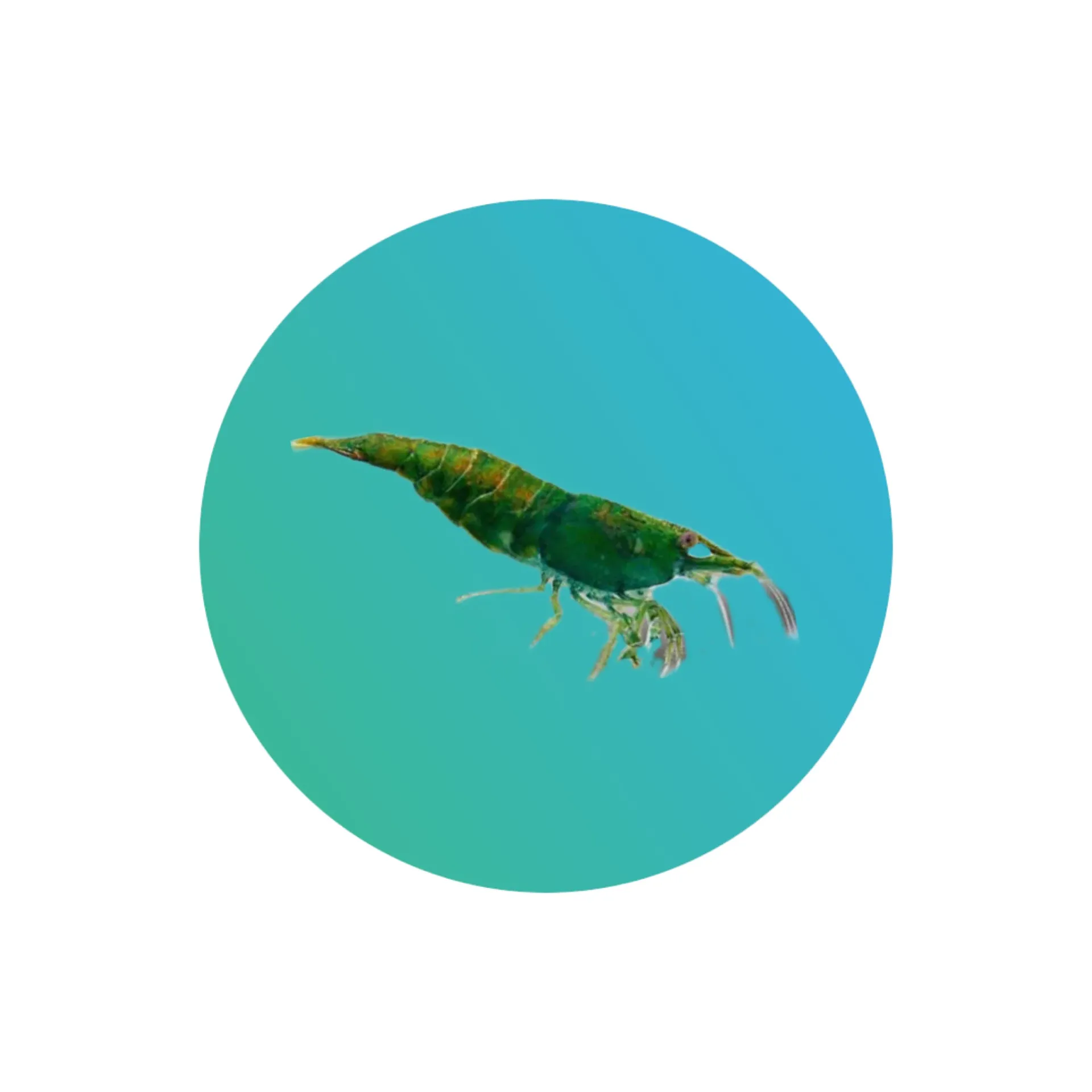Green jade shrimp