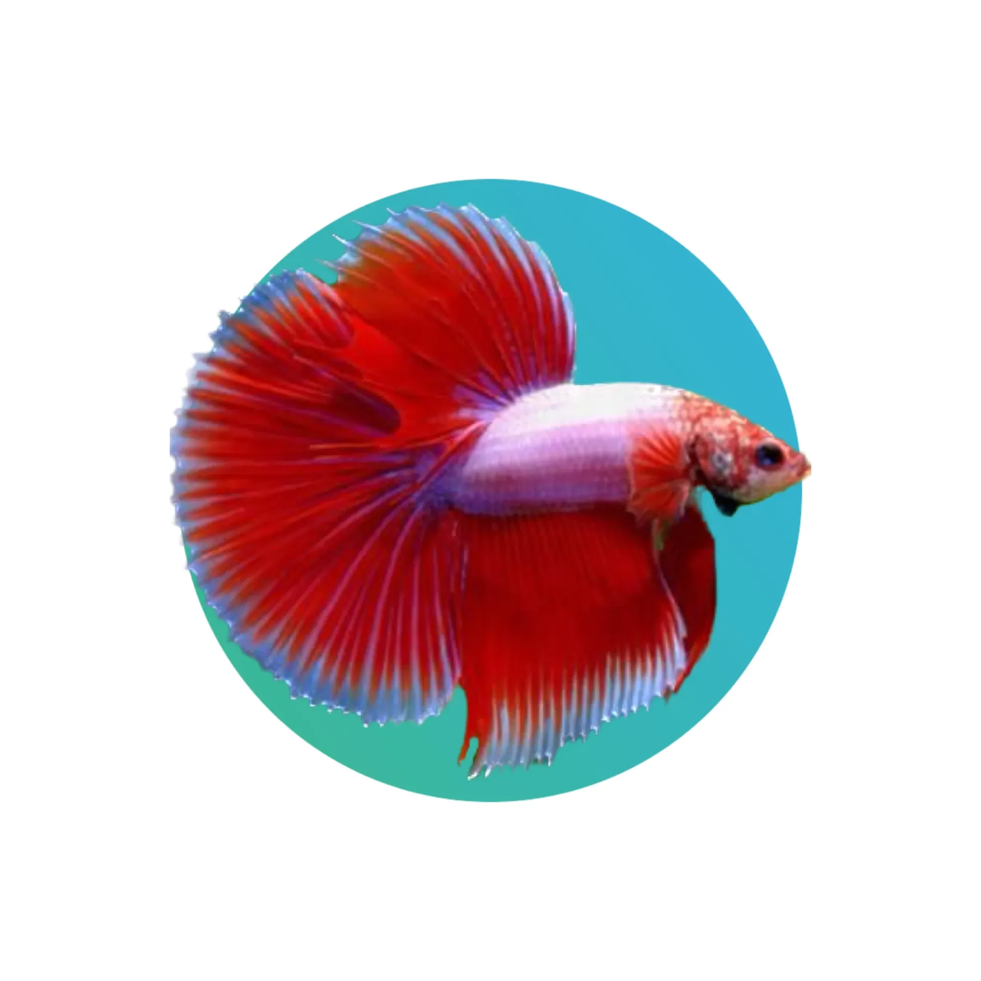 [FMN-BTM] Full Moon Betta Male (fighter fish)