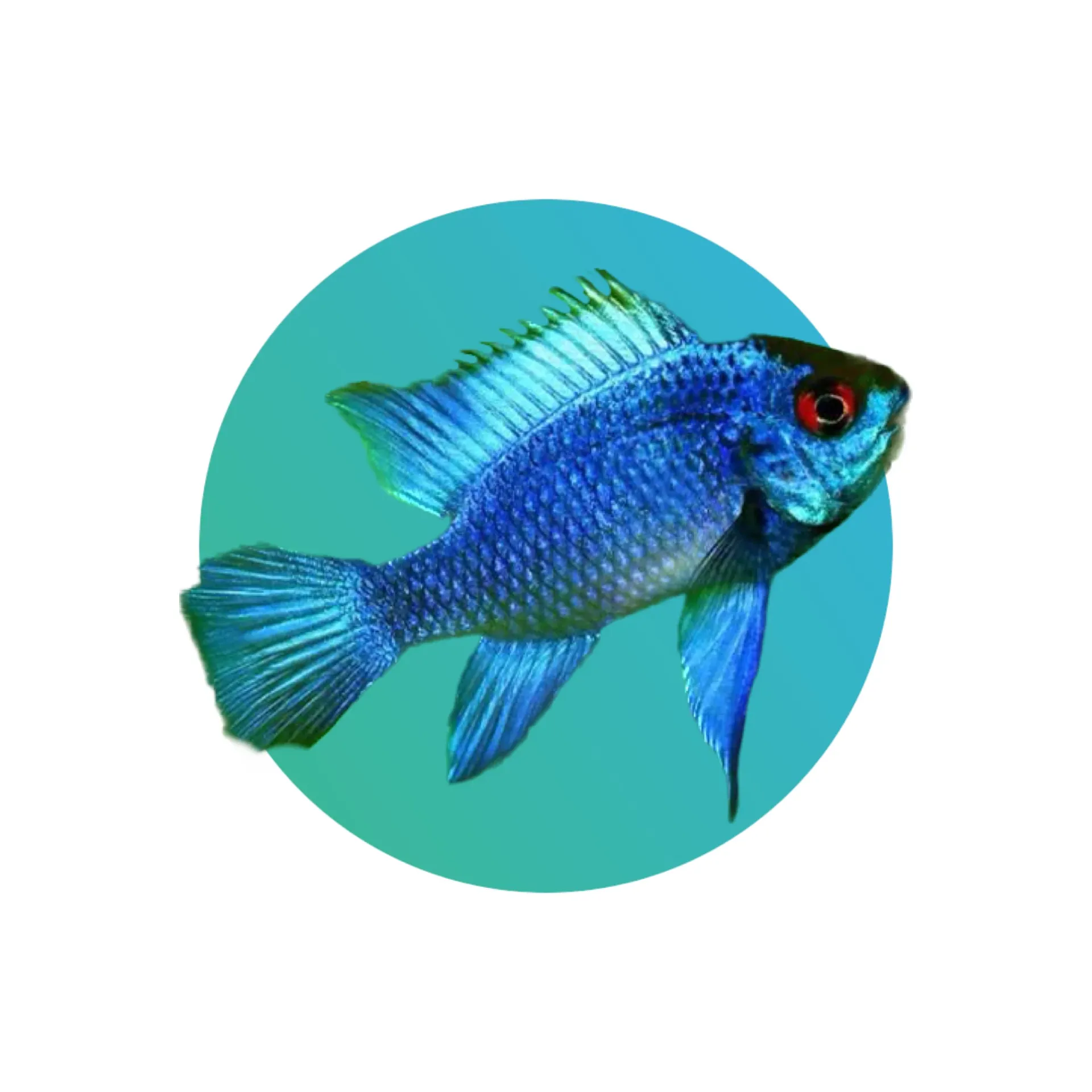 [ELCR-BL-RMZ] Electric blue ramirezi