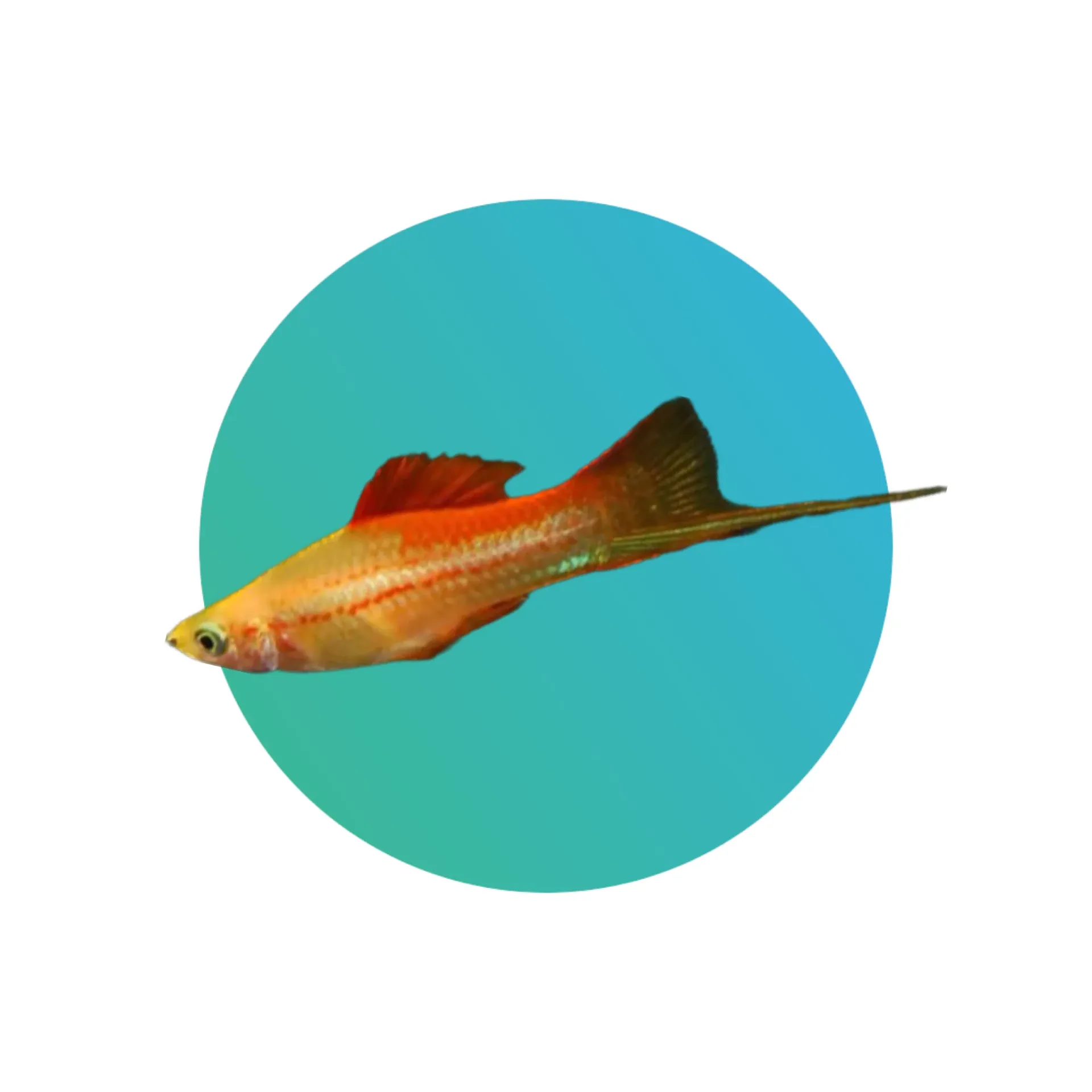 [PNPL-SWD-TL] Pineapple Swordtail