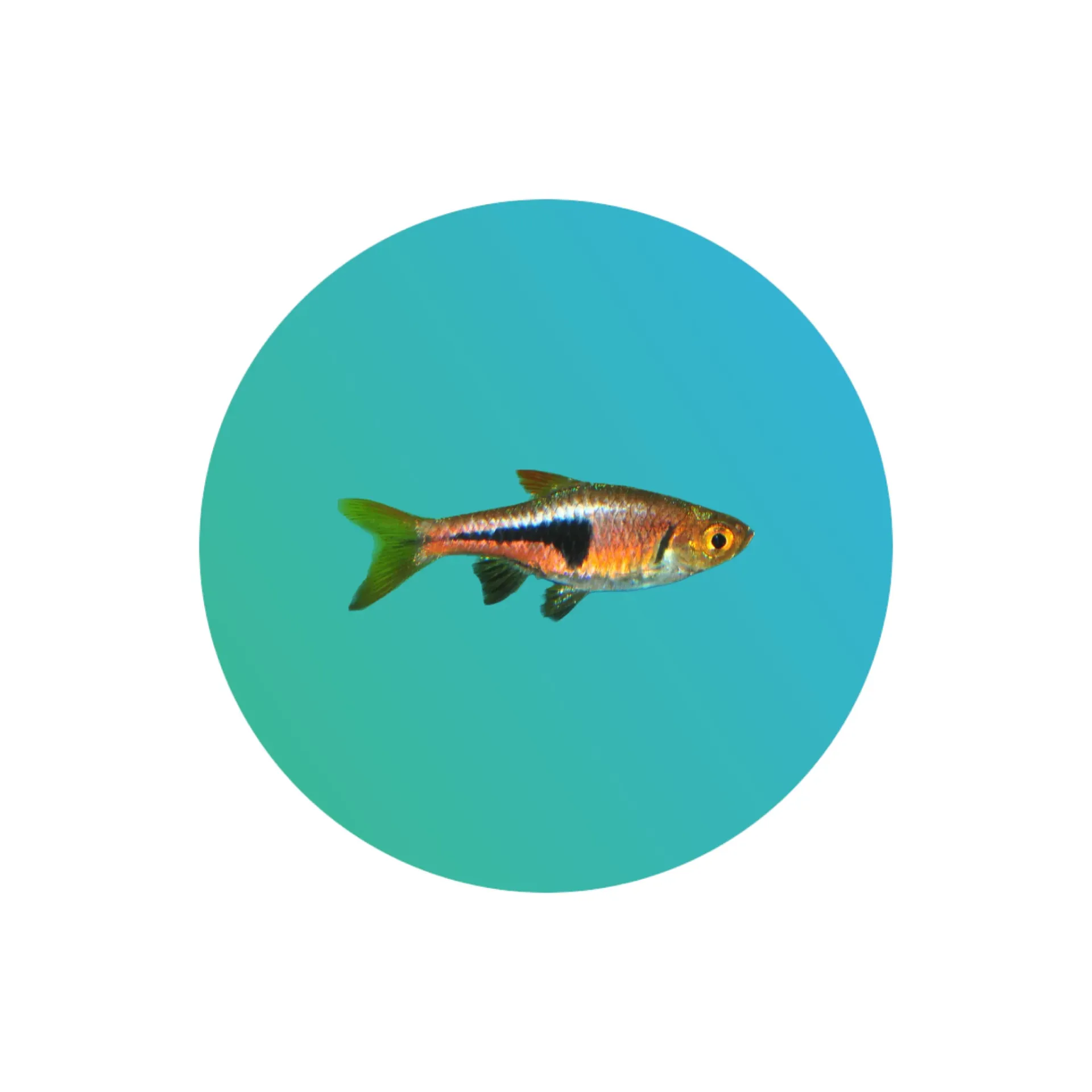 [LMB-RSBR] Lambchop rasbora (Trigonostigma espei)