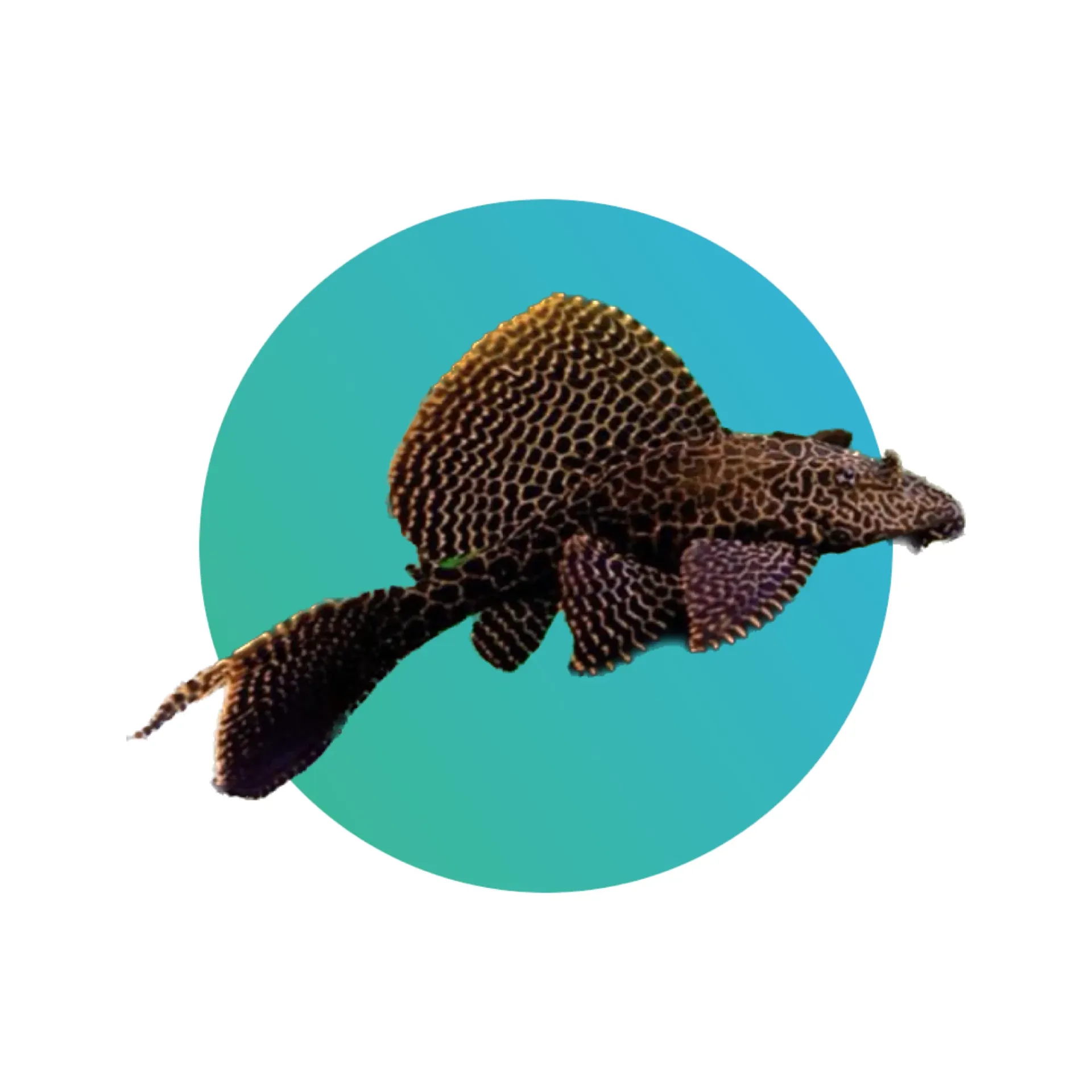 [HF-L-MBP] LARGE - Hi Fin Marble Pleco