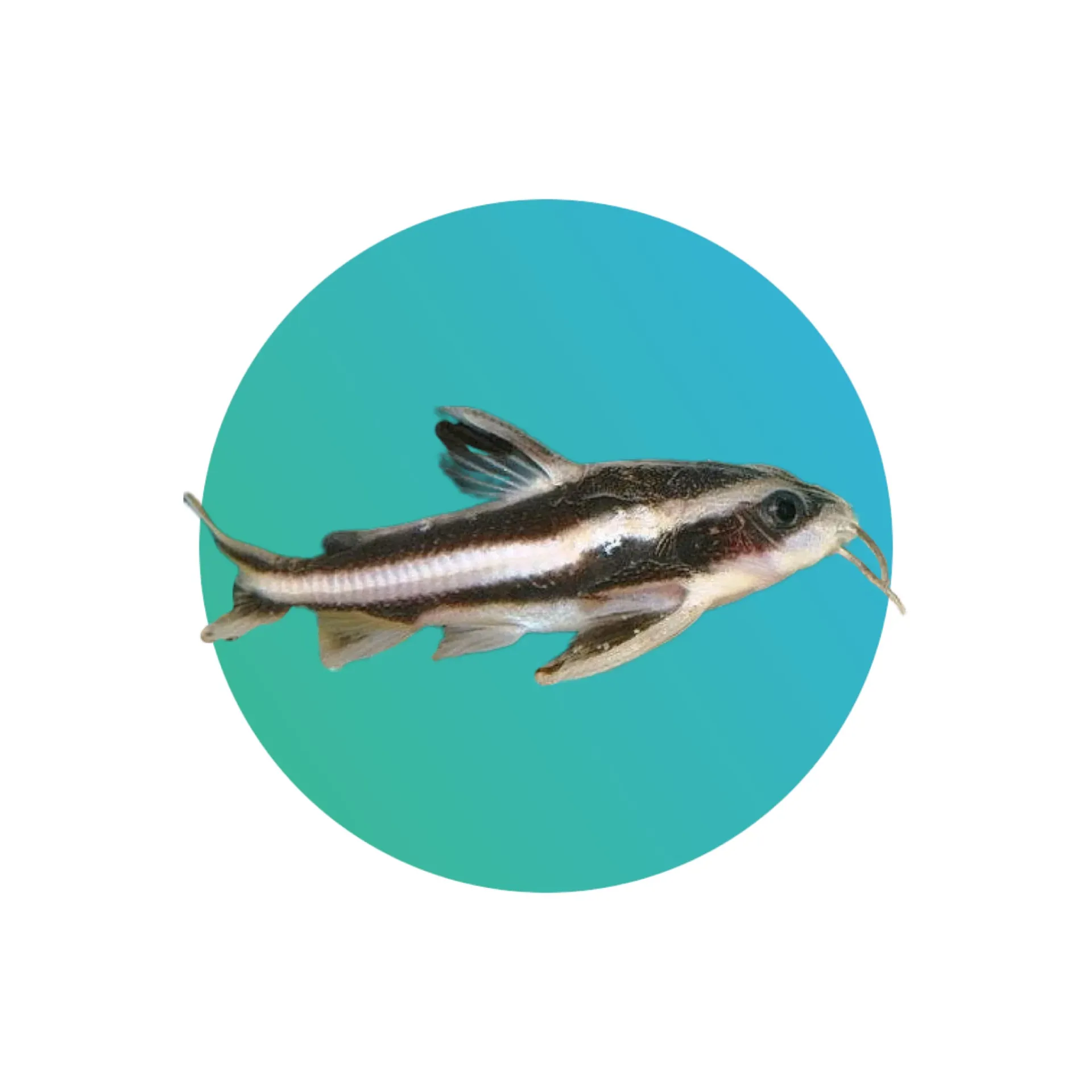 Striped raphael catfish