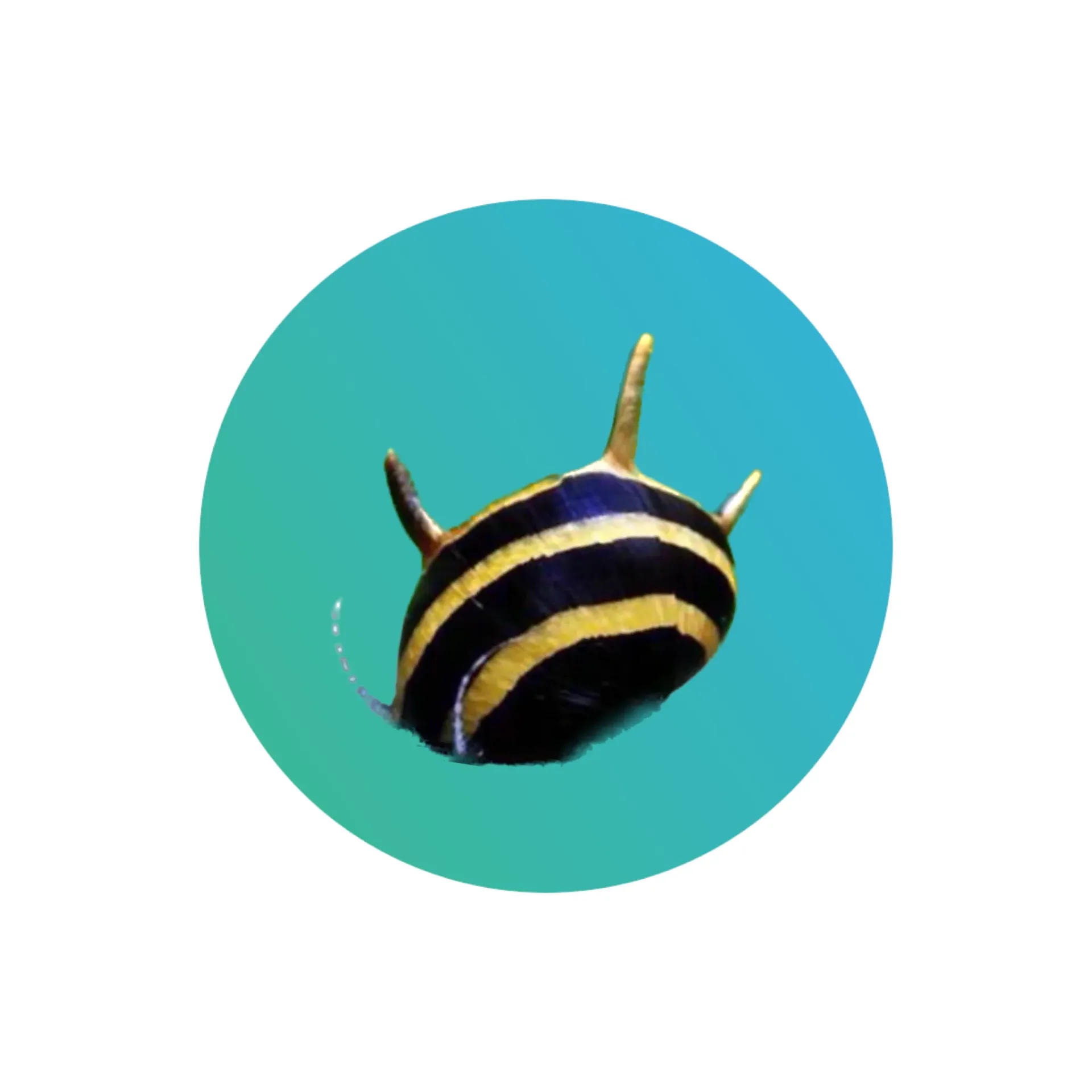 [SP-HR-SNL] Spiral horn snail