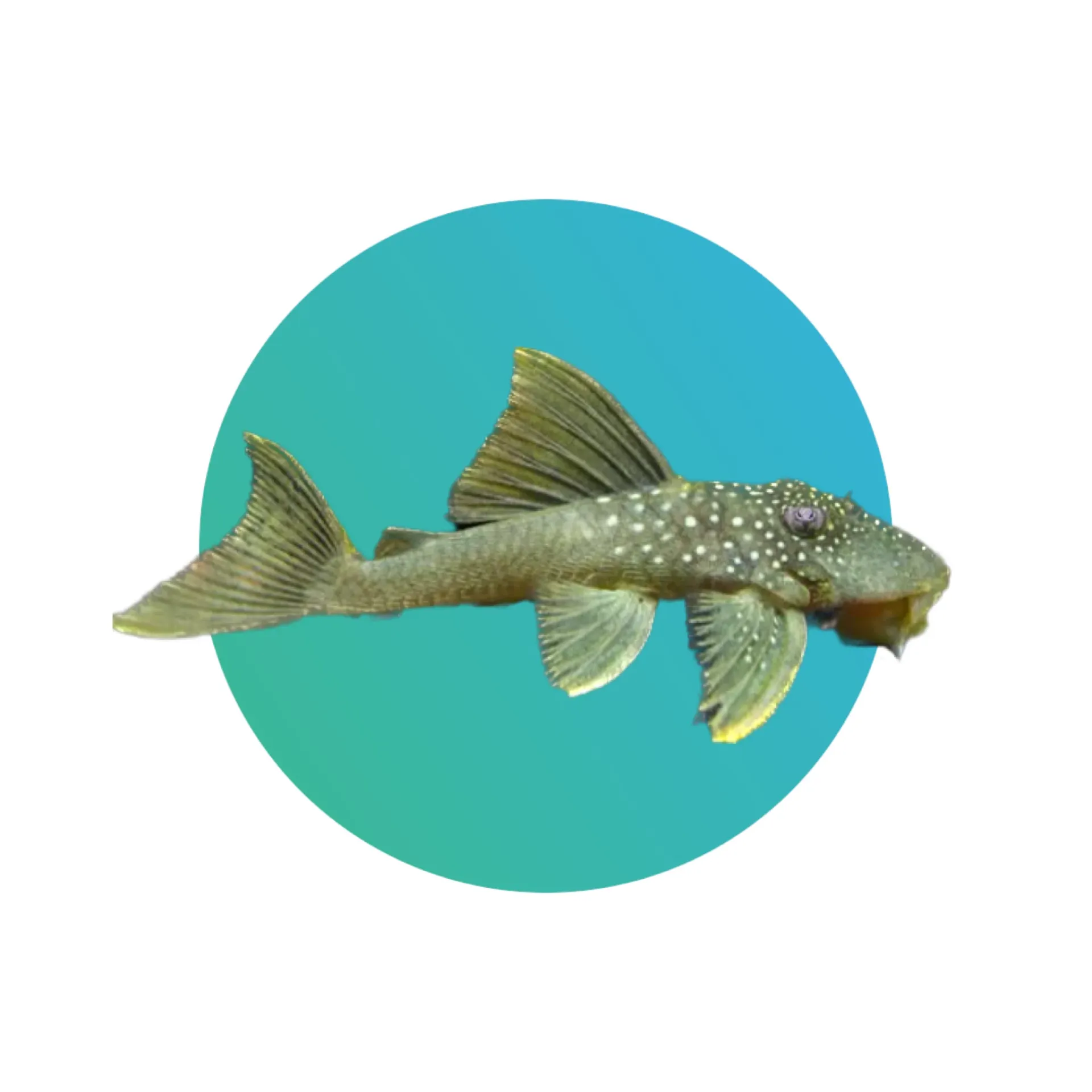 [GPP-L200] L200 Green Phantom Pleco