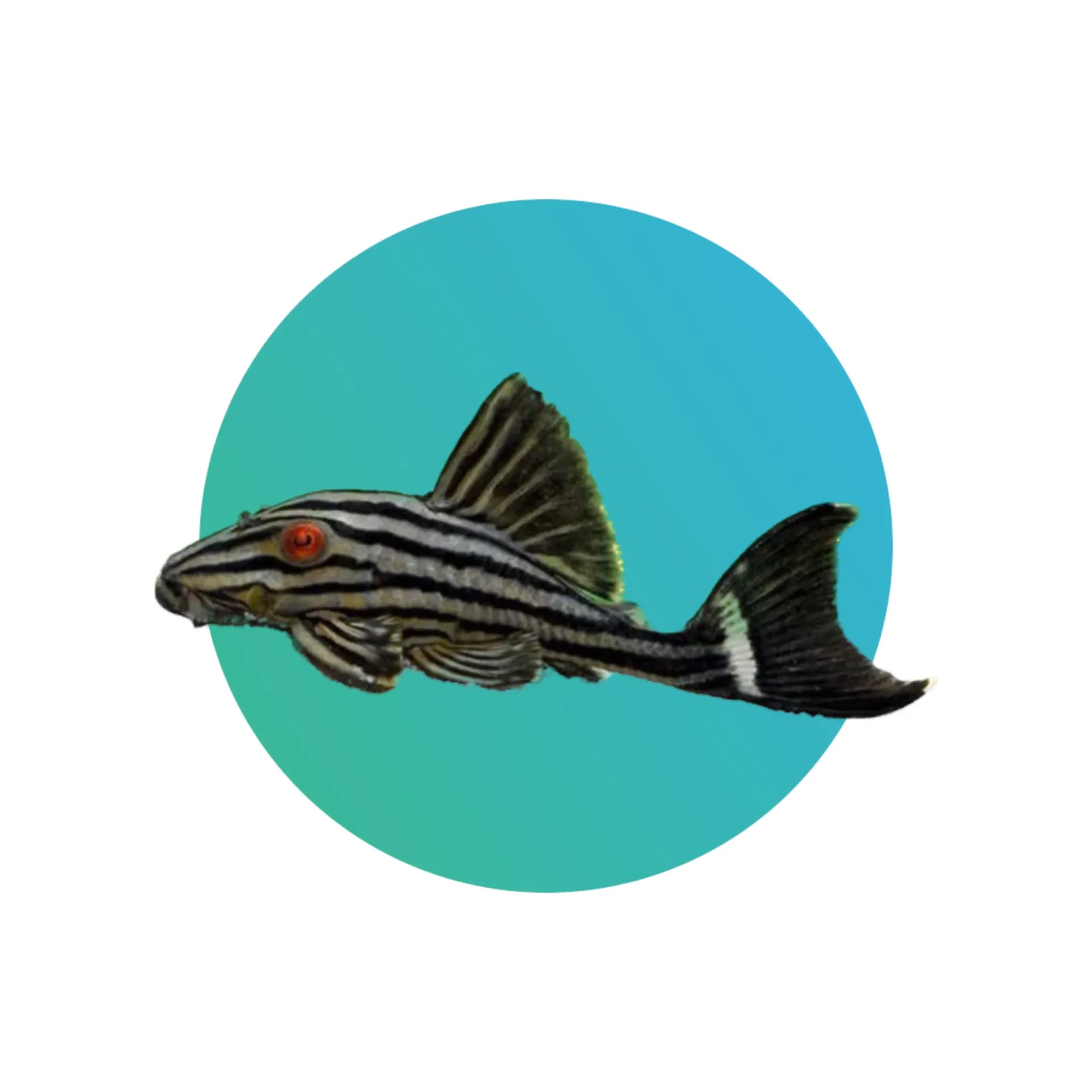 L190 Royal Pleco (Panaque nigrolineatus)