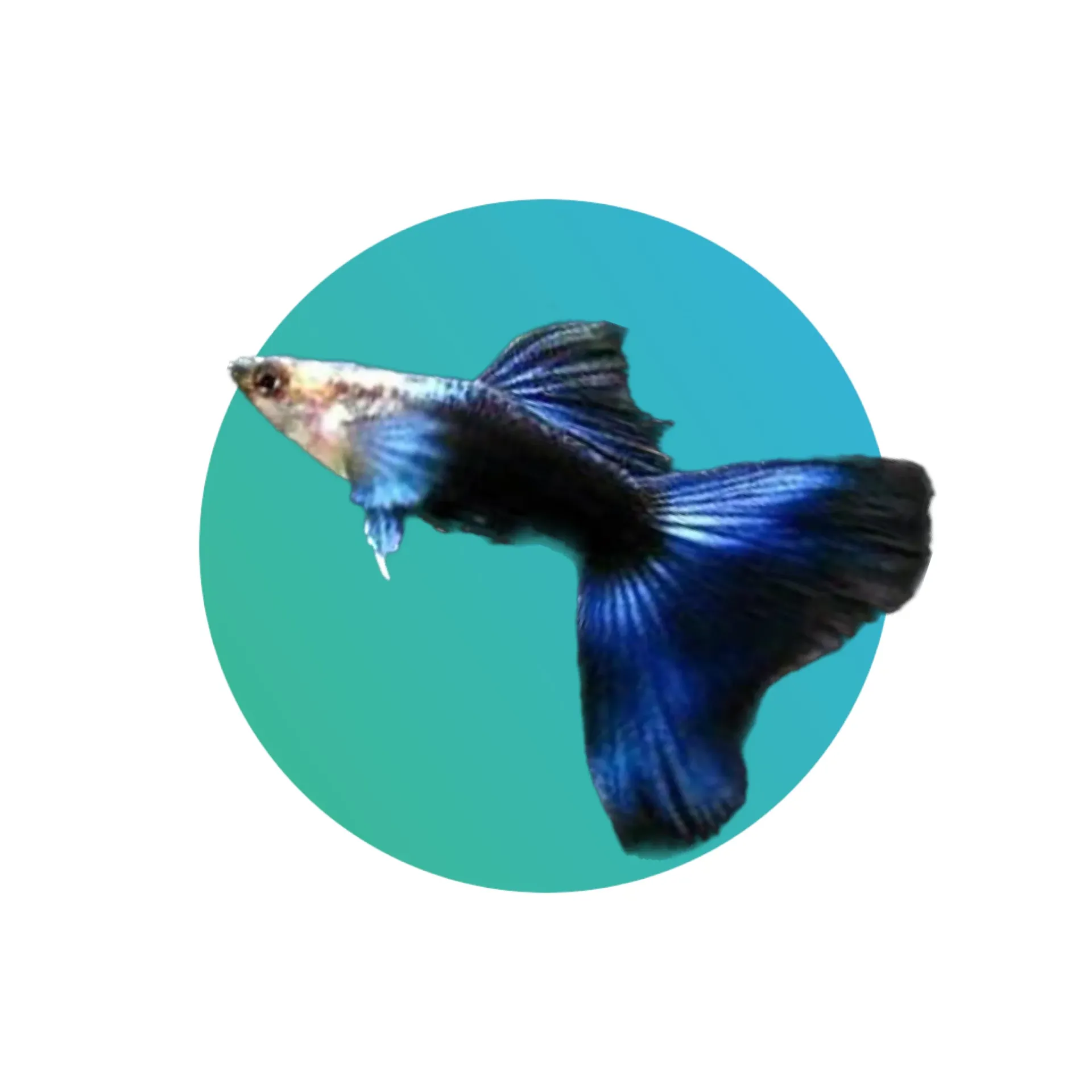 [GP-BLKE-PR] Guppy Half Black Blue Tail - PAIR