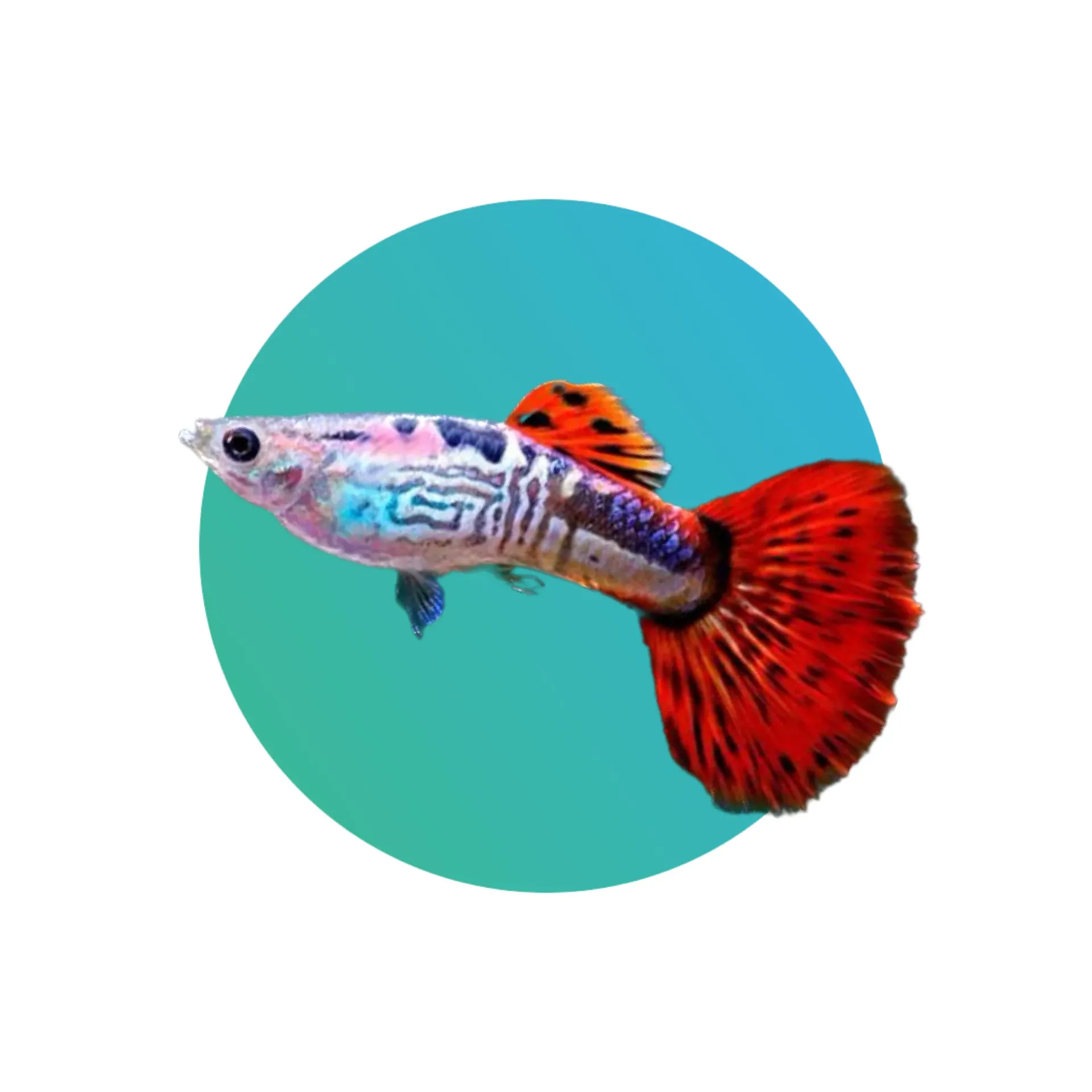 [GP-SBRM-PR] Guppy Snakeskin Body Red Mosaic Tail - PAIR