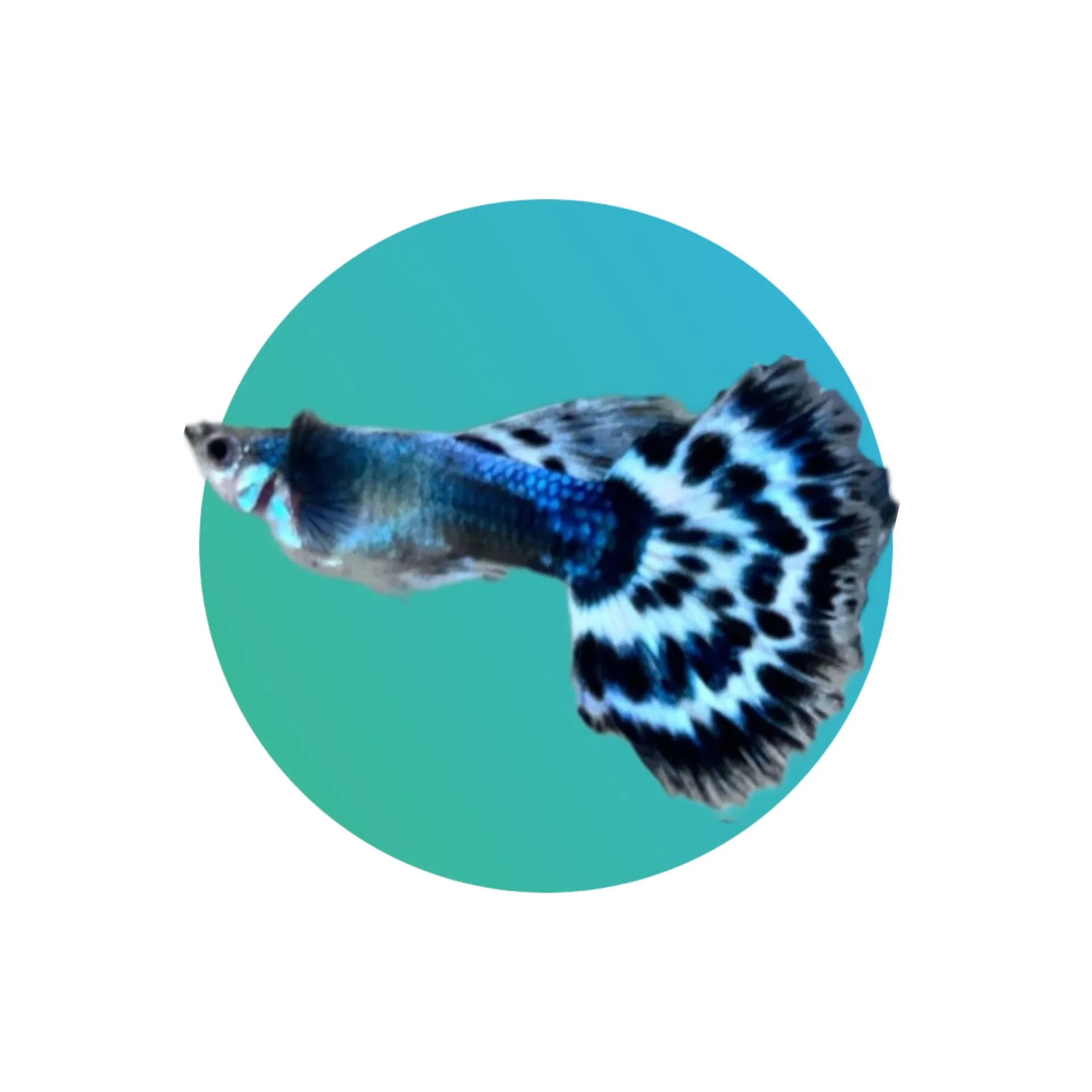 [GP-IVRY-PR] Guppy Ivory - PAIR