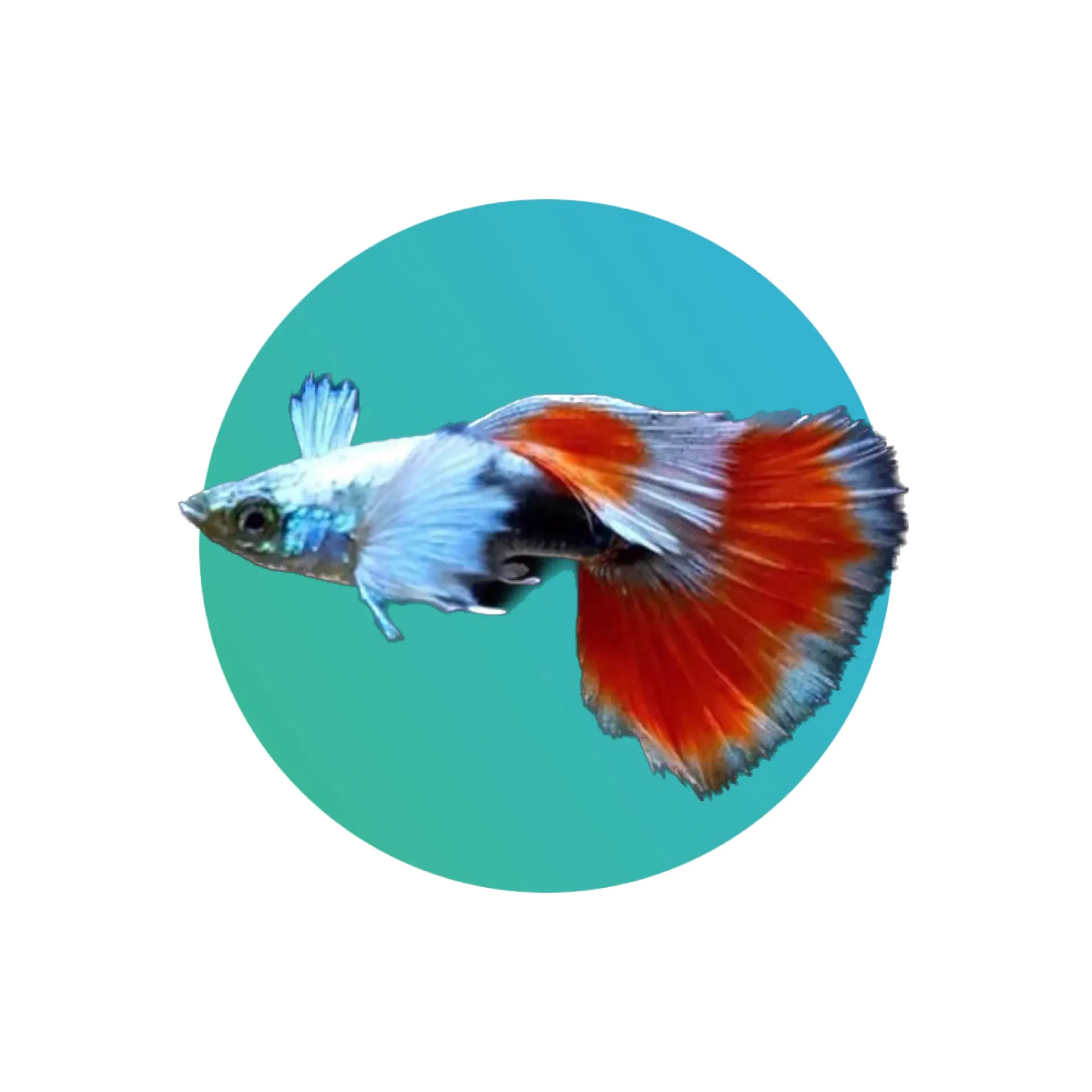 [GP-SDE-PR] Guppy Santa Dumbo Ear - PAIR