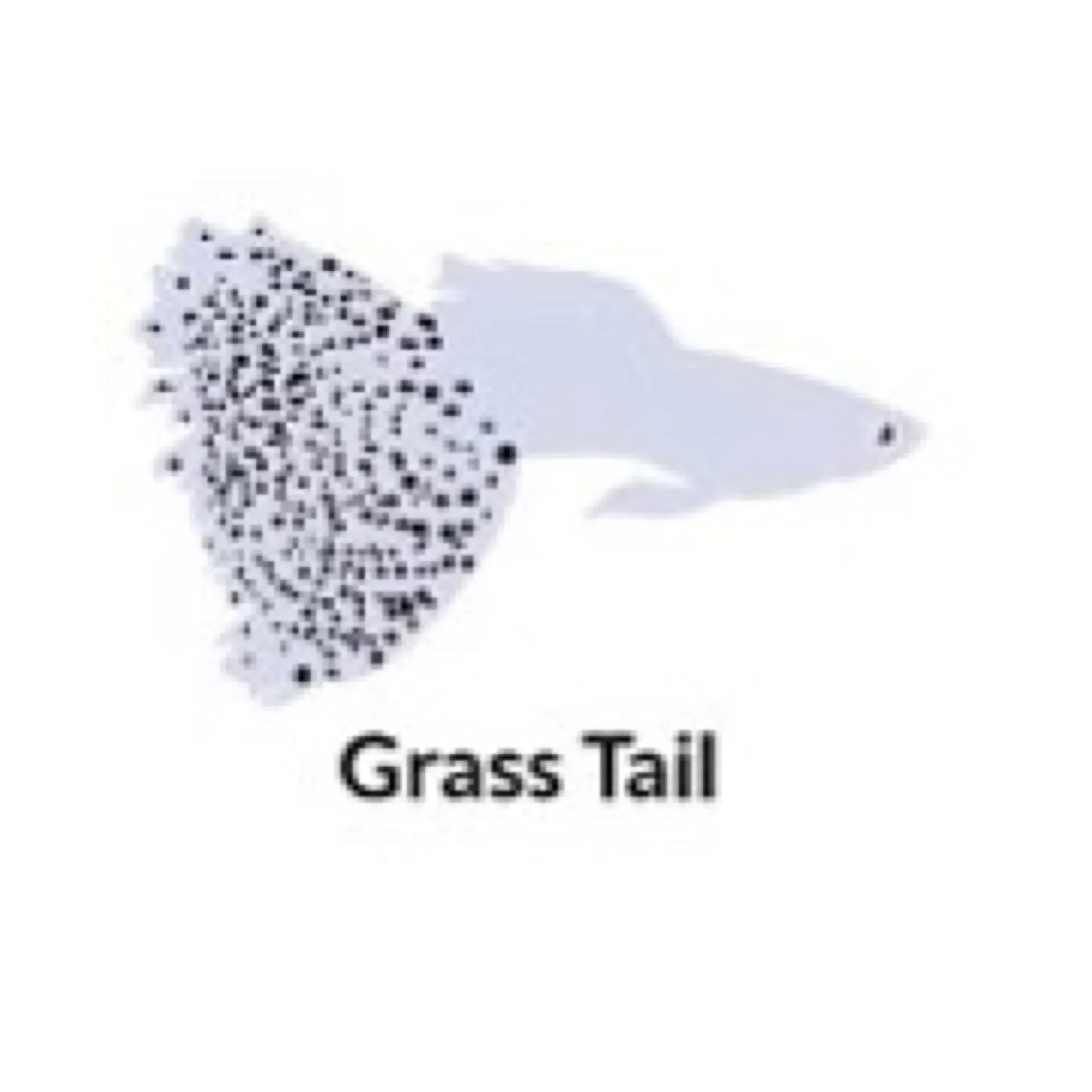 [GP-GR-PB] Guppy Grass Tail - PAIR (PAIR - Blue)
