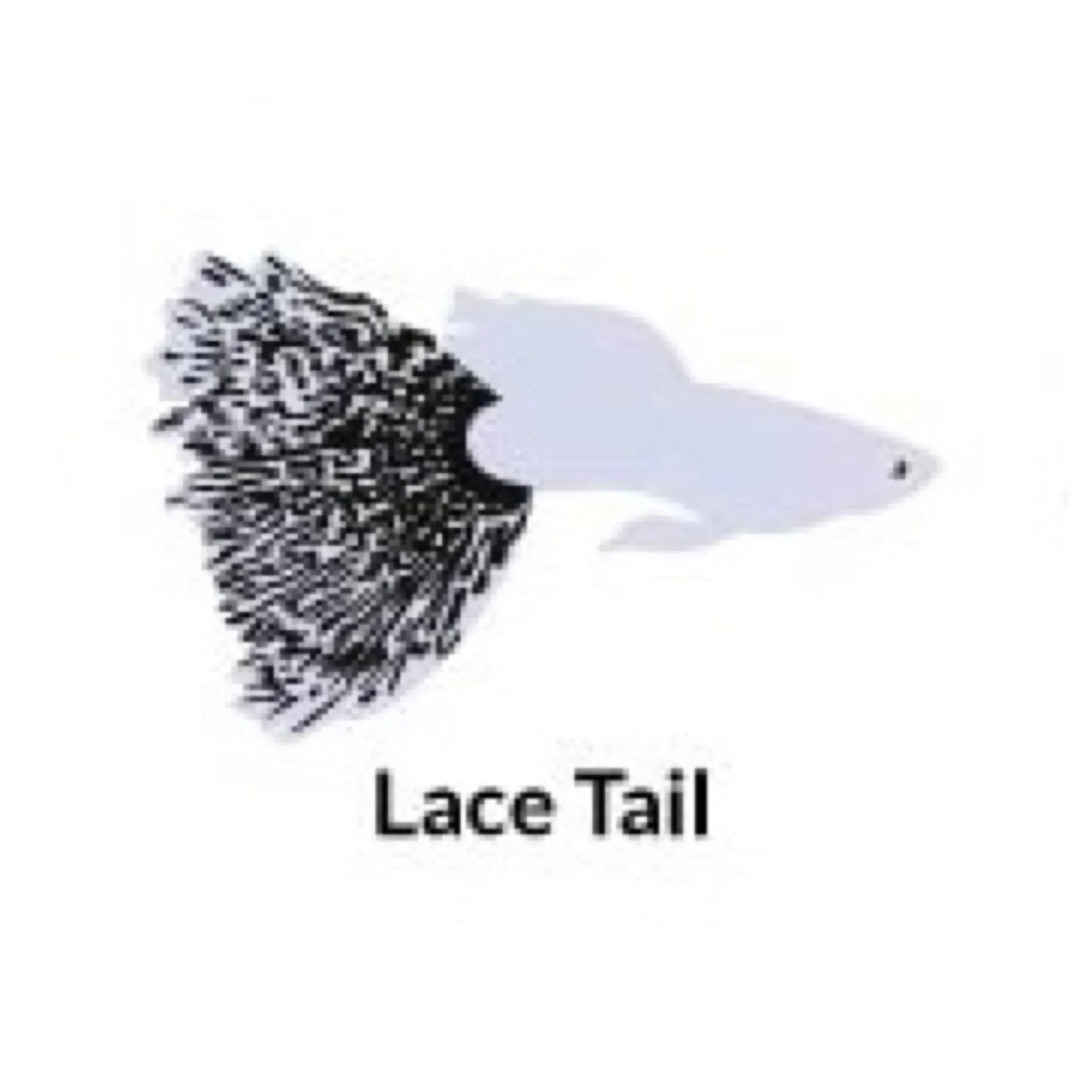 Guppy Lace Tail