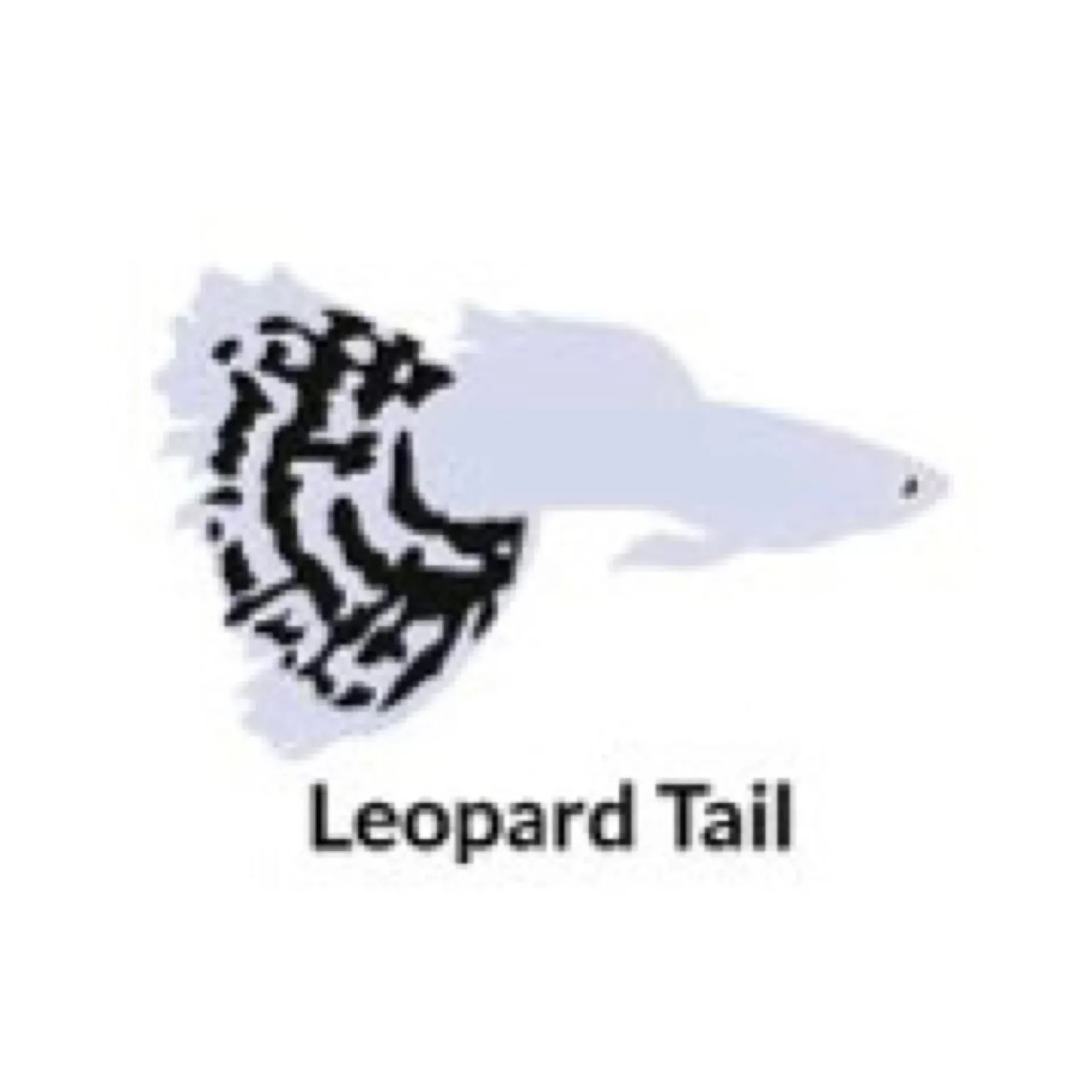 Guppy leopard tail - PAIR