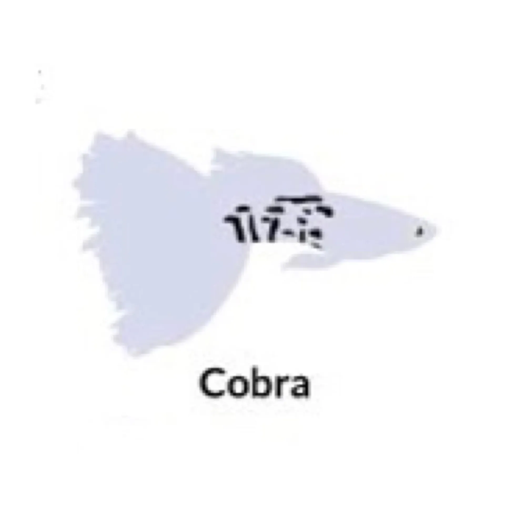 [GP-CBR-PR] Guppy Cobra - PAIR (PAIR - Purple or Violet King Cobra)