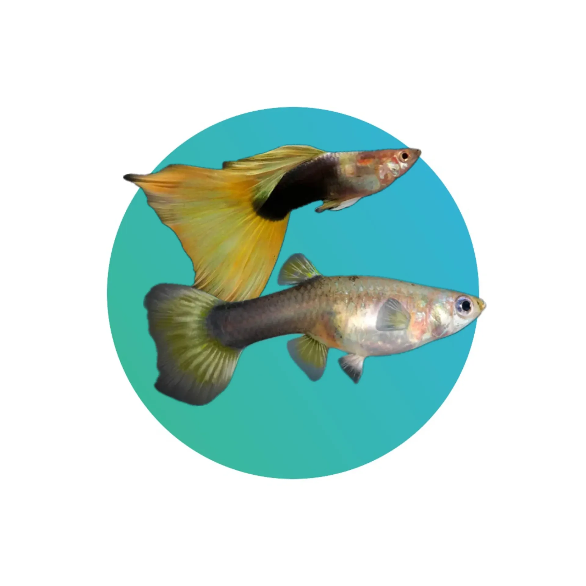 [GP-TXD] Tuxedo guppy