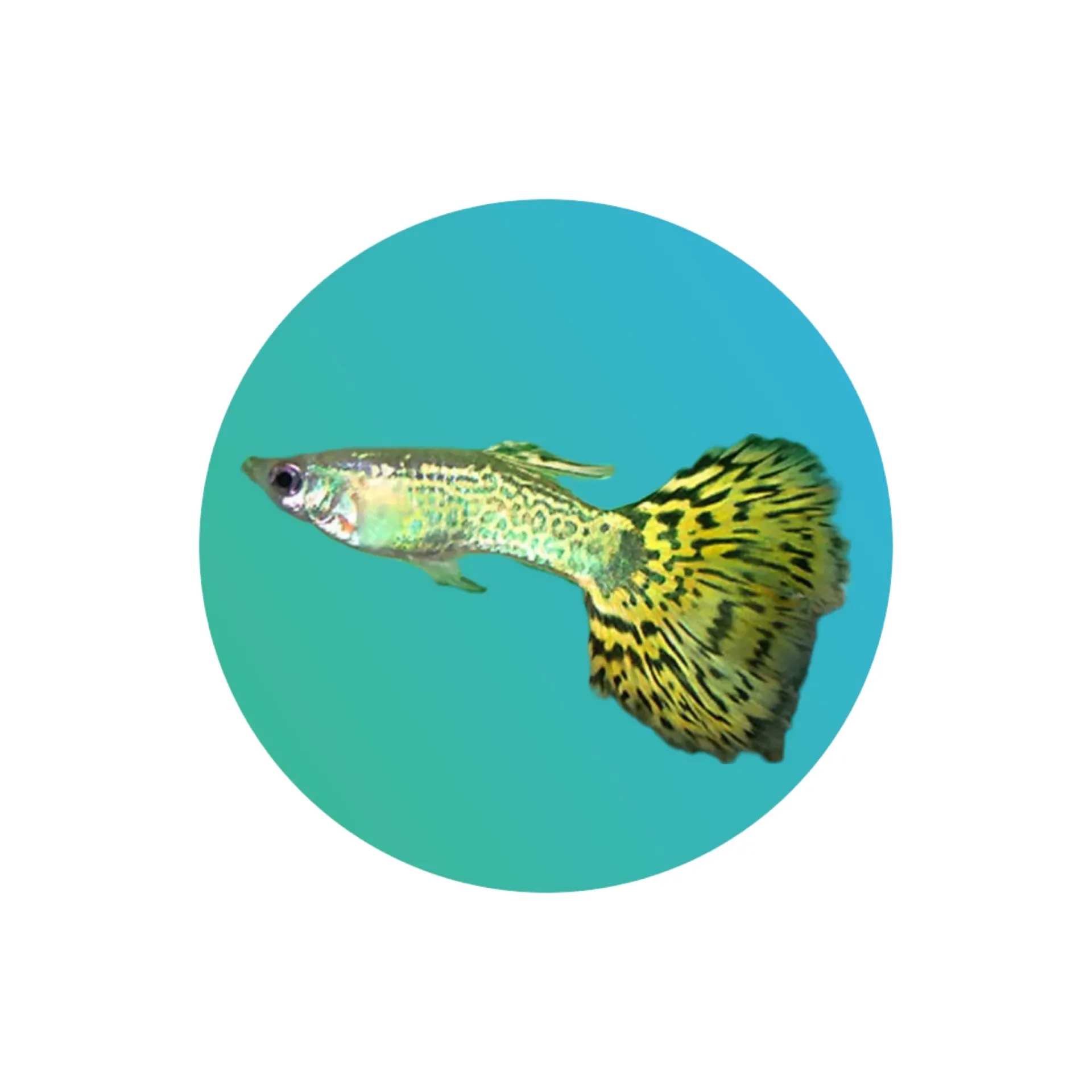 Guppy snakeskin