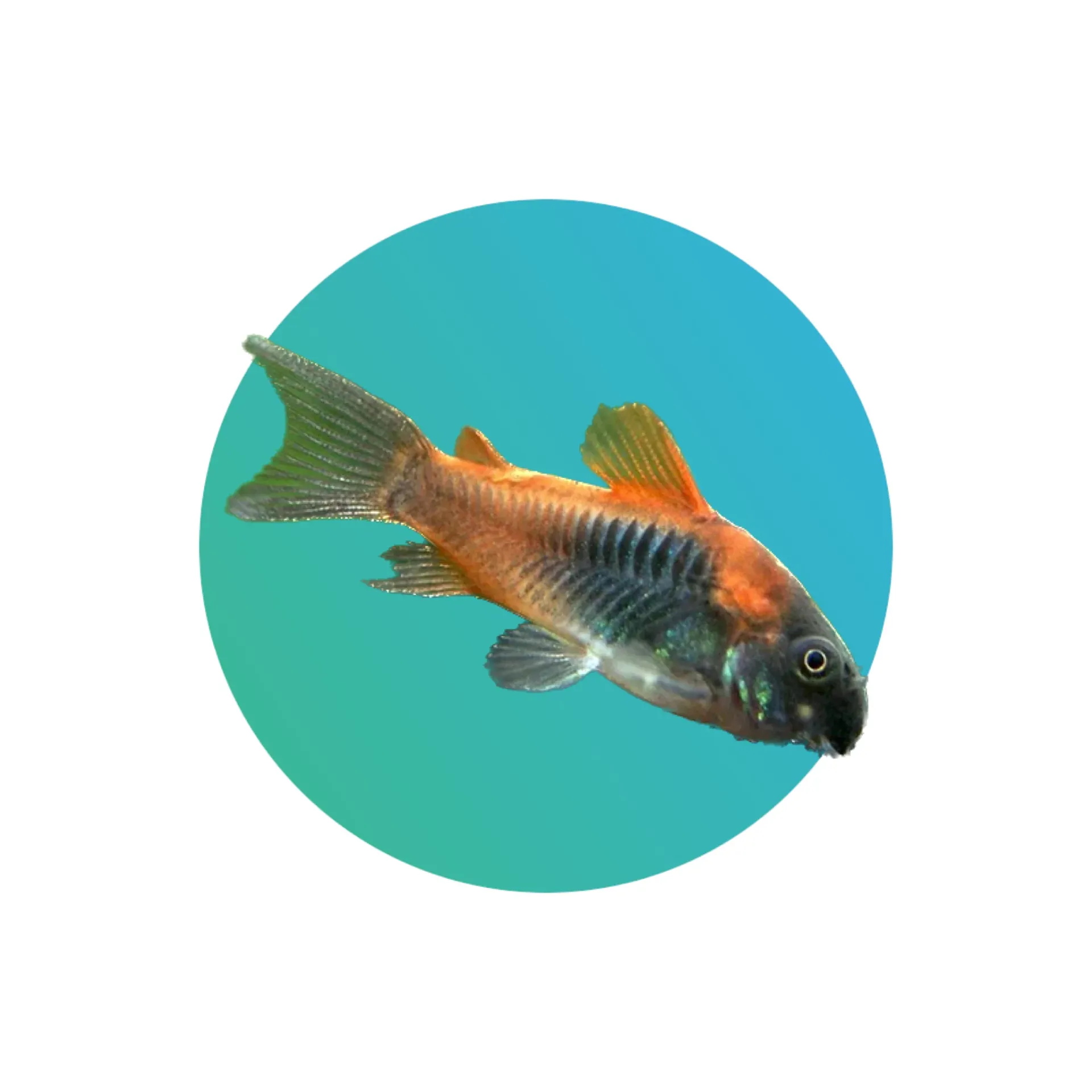 Venezuelan corydora