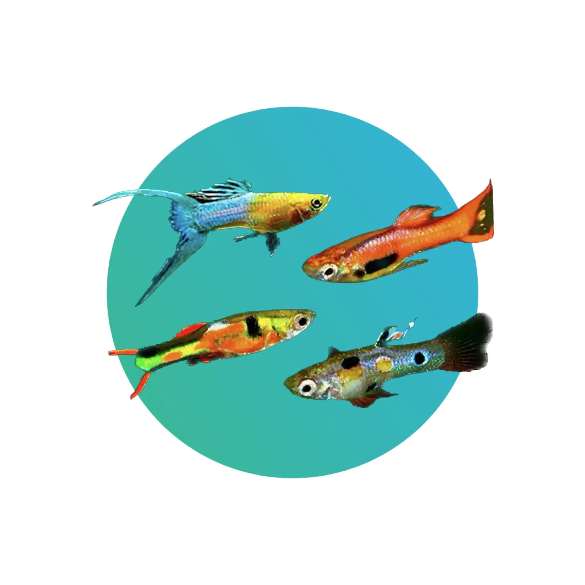 [GP-ENL] Endler Guppy or Endler's Livebearer Assorted (Poecilia wingei)