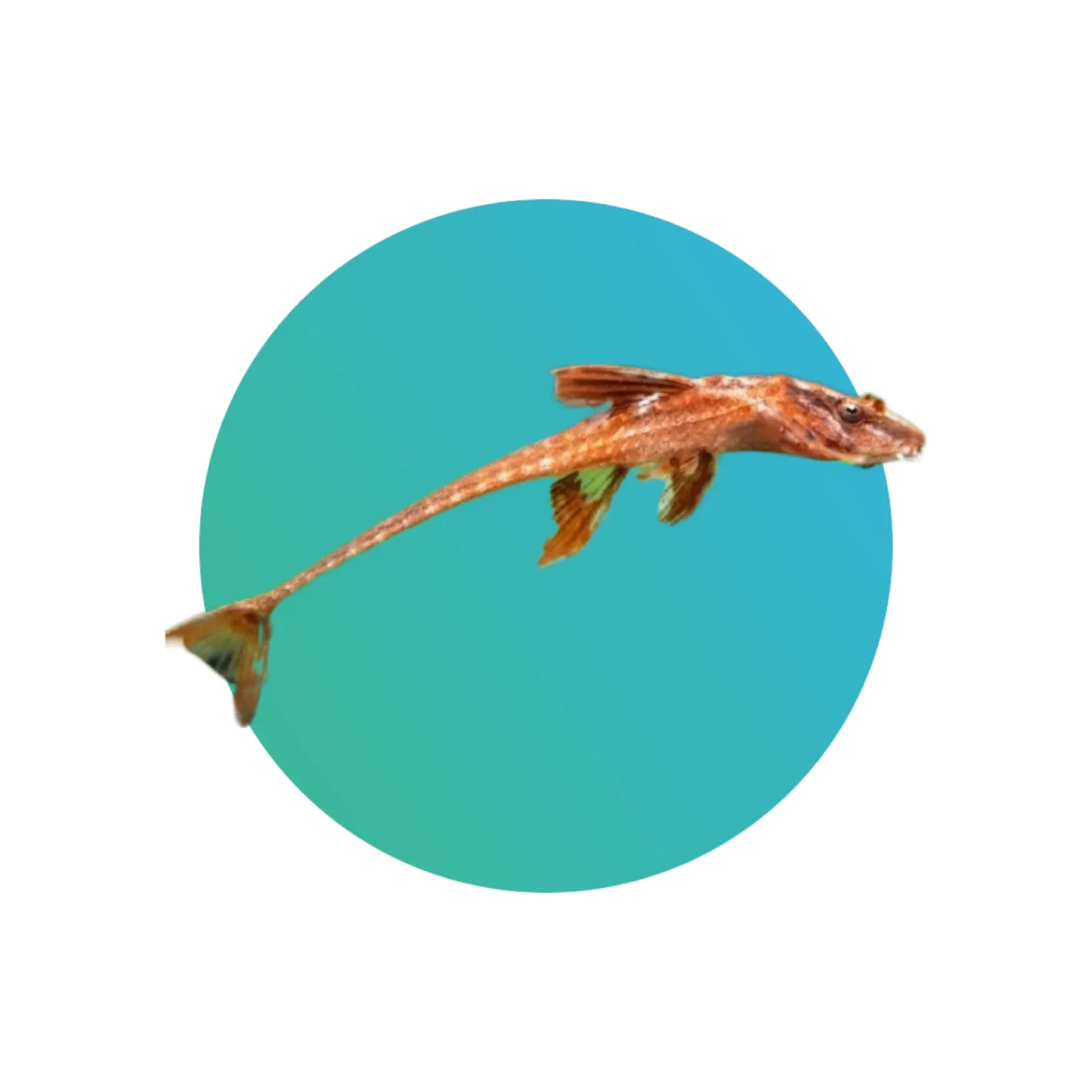 Red Lizard Whiptail Catfish