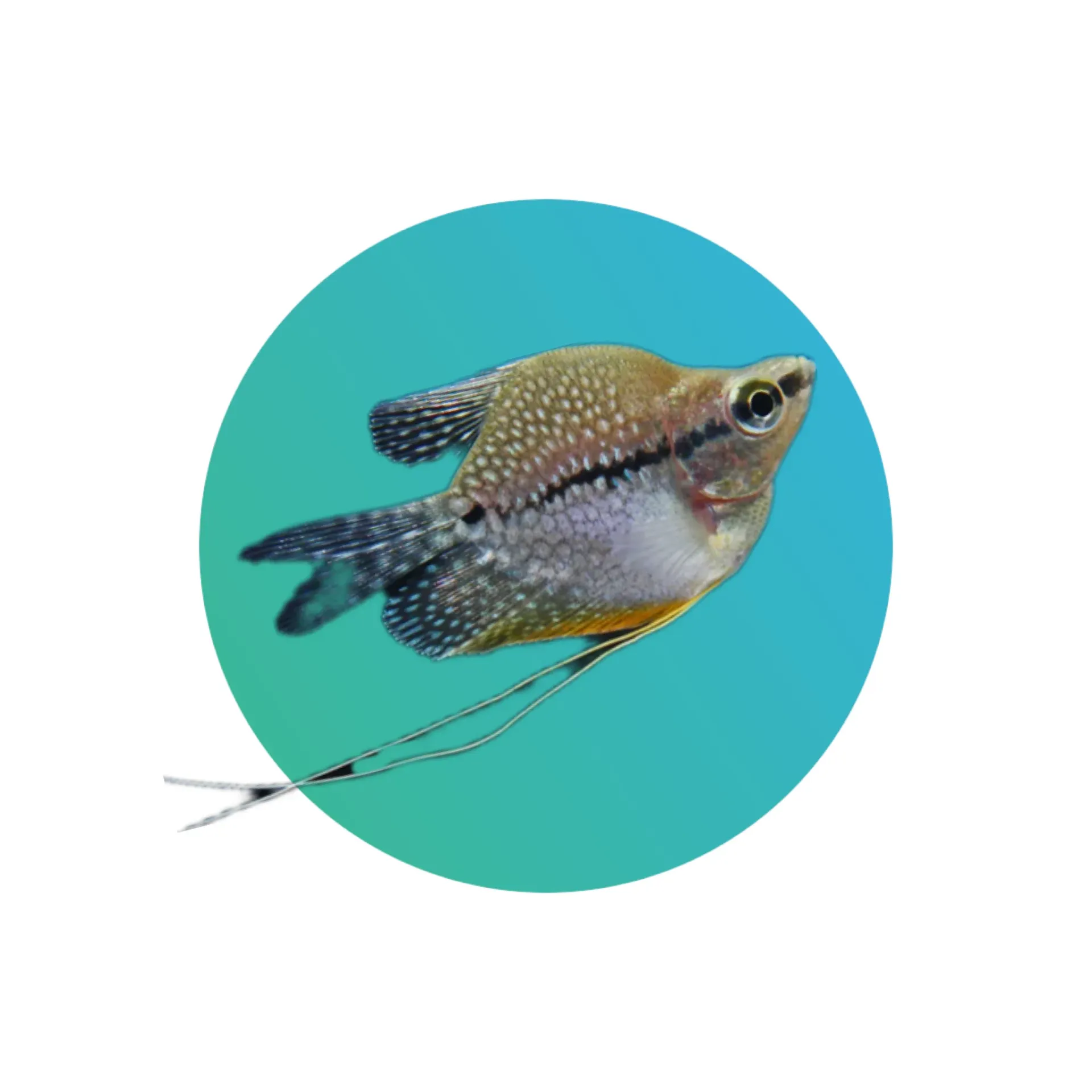 [BLN-PRL-GRM] Balloon Pearl Gourami