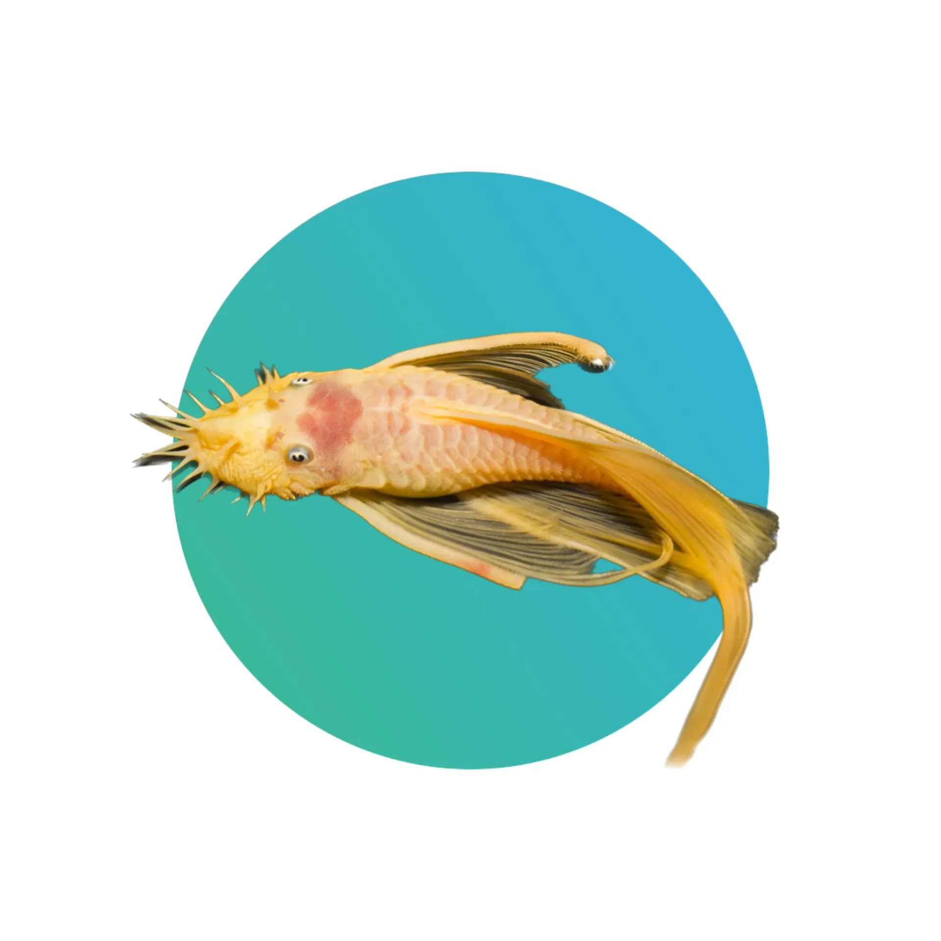 [LFN-ALBN-BP] Longfin Albino Bristlenose Pleco