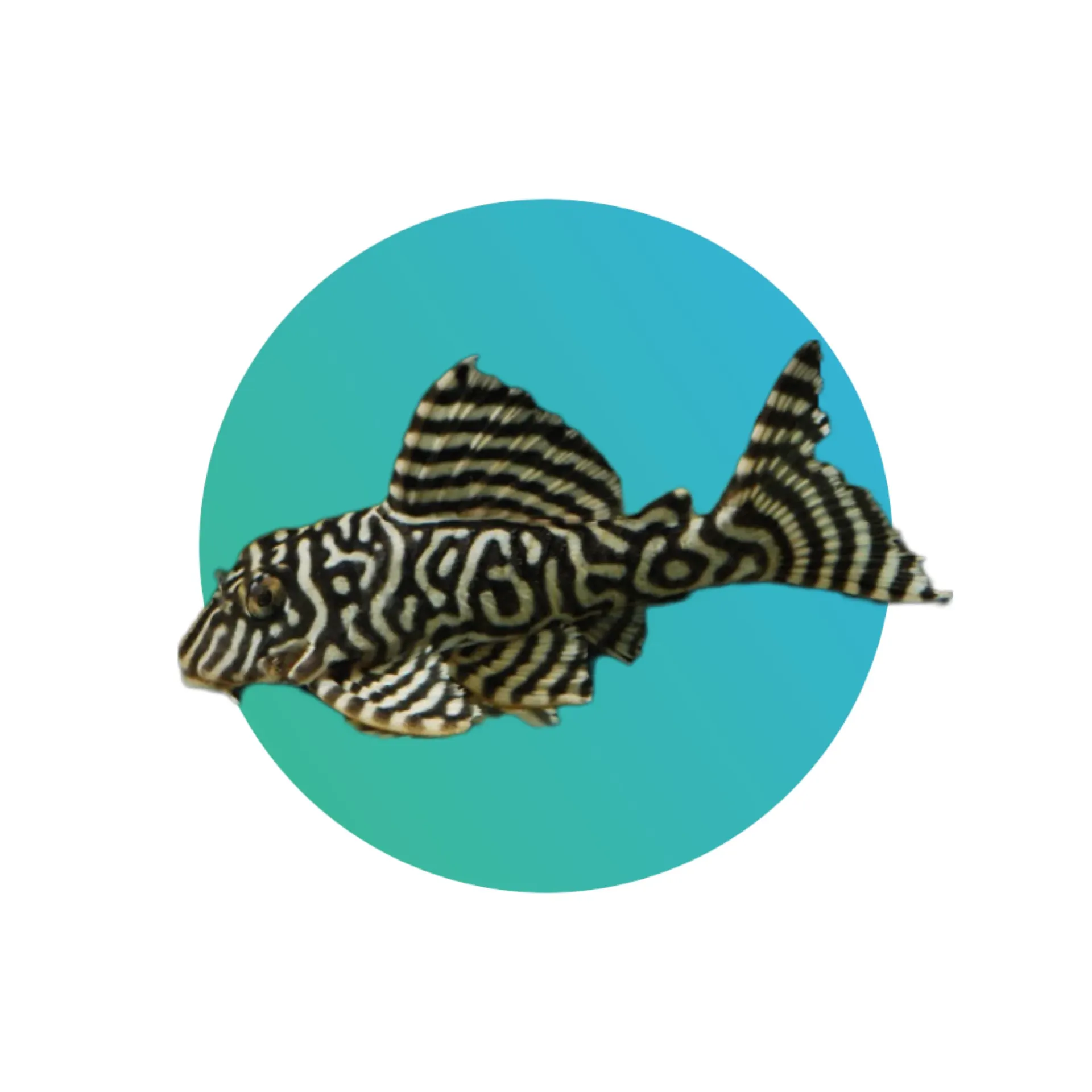 [KTP-L333] L333 King Tiger Pleco