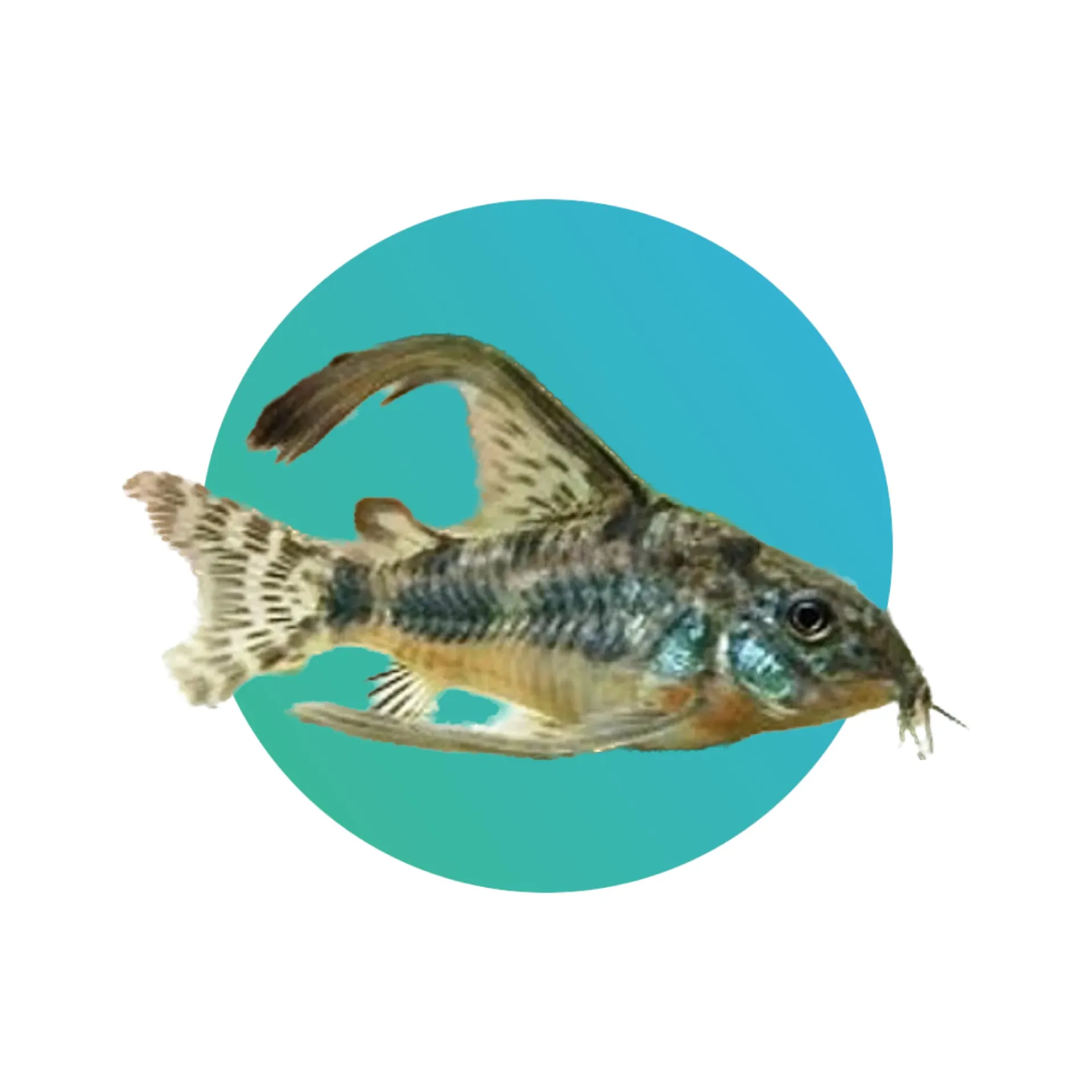 [LFN-PRD-CORY] Longfin Peppered Corydora