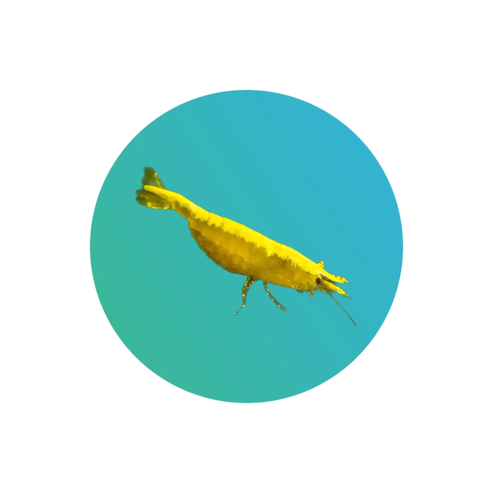 [GLD-SHMP] Golden line shrimp