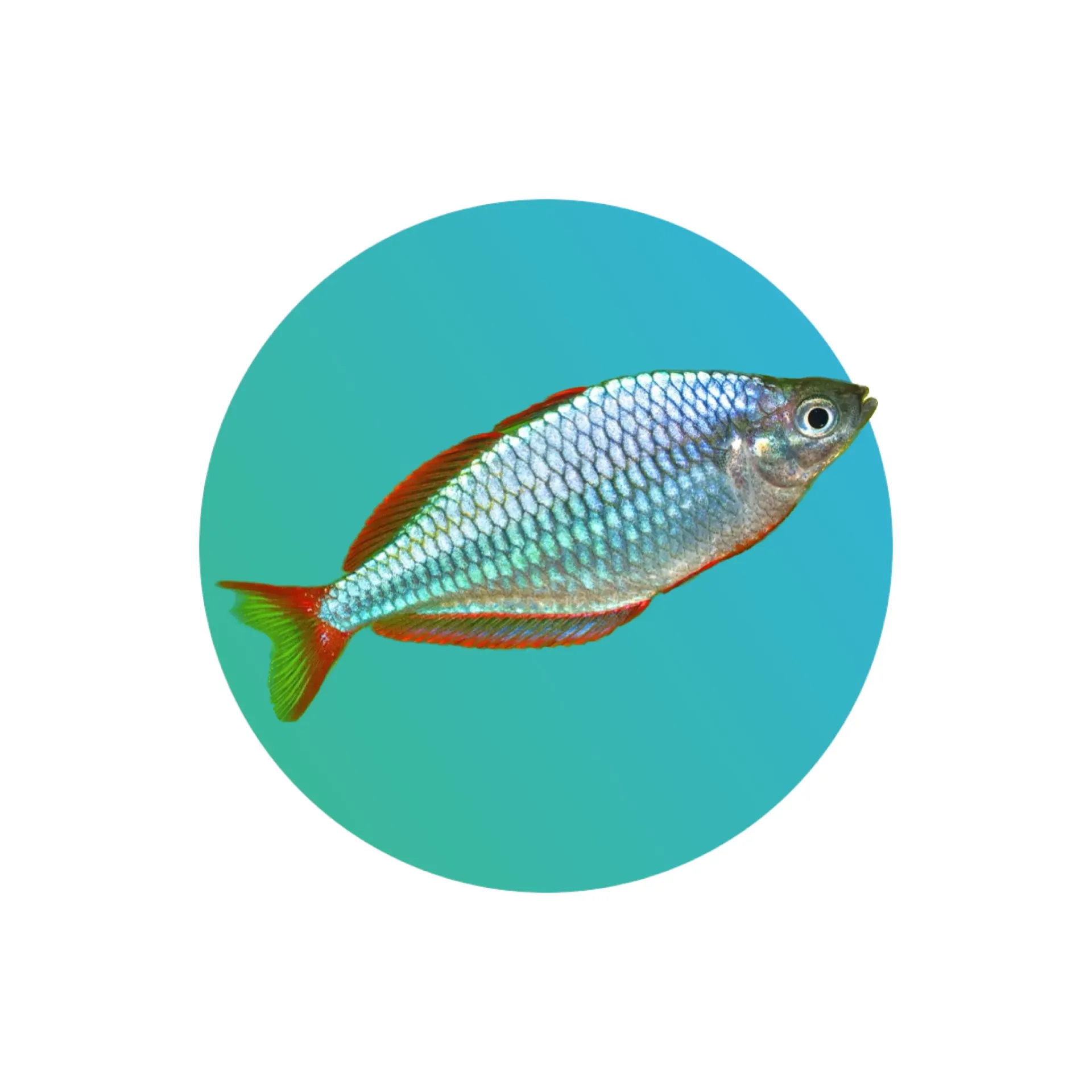 [NEO-DW-RF] Neon Rainbowfish / Dwarf Rainbowfish
