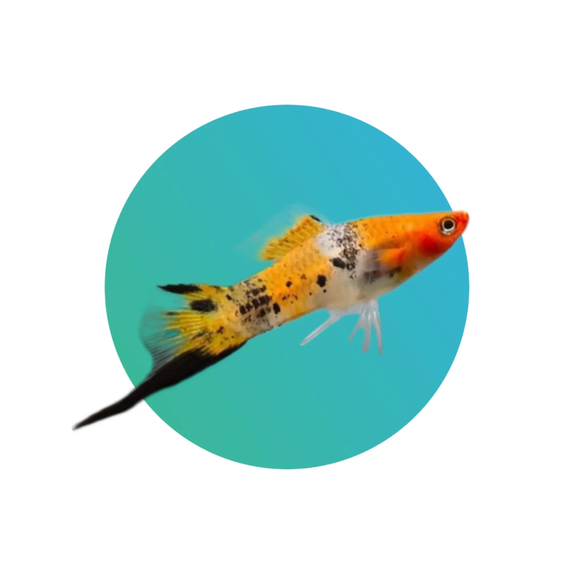 [SWRD-KI] Koi swordtail