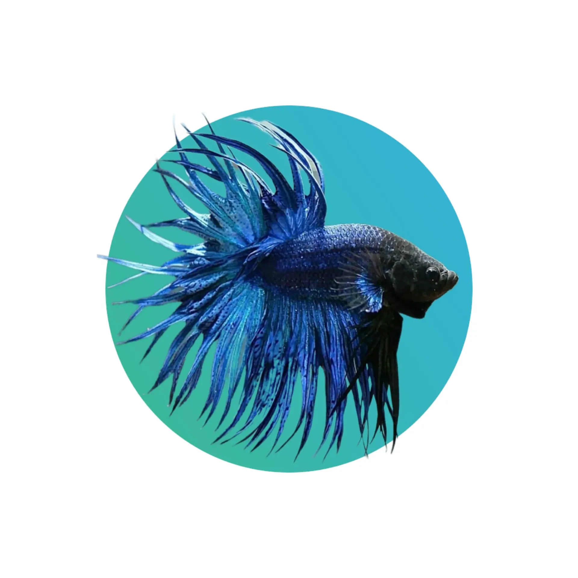 [CWN-TL-BTA] Crown tail betta - Assorted color