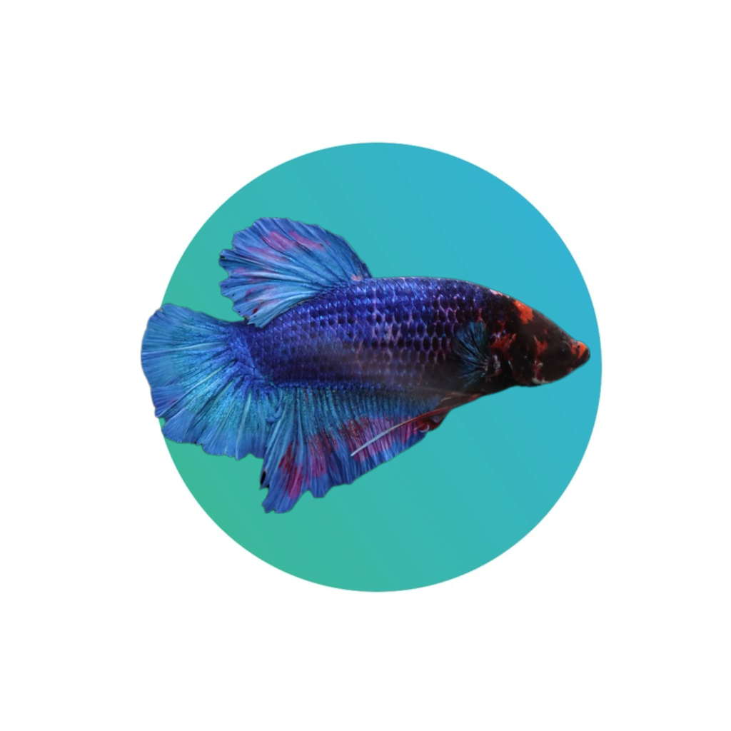 [GSTL-BTM] Giant Betta (fighter fish)